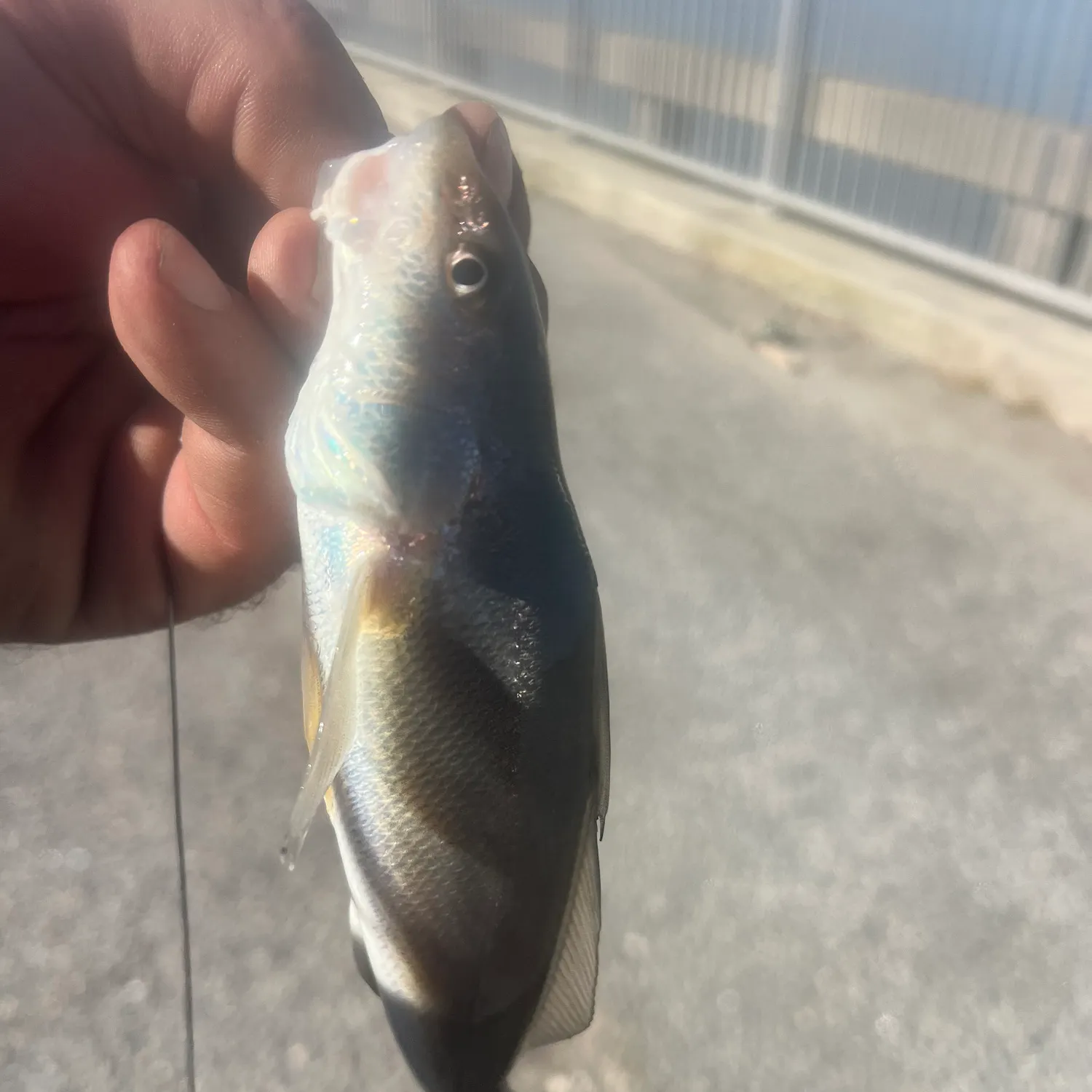 The most recent Northern kingcroaker catches on Fishbrain