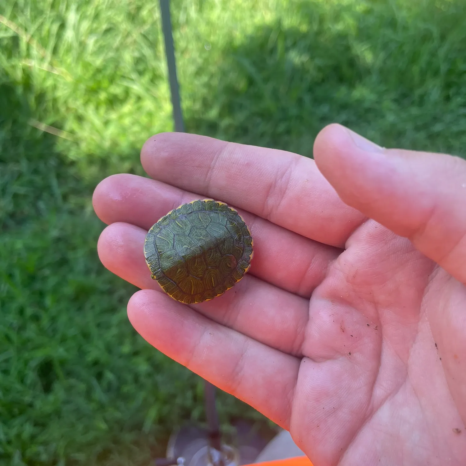 Texas cooter turtle caught on Fishbrain