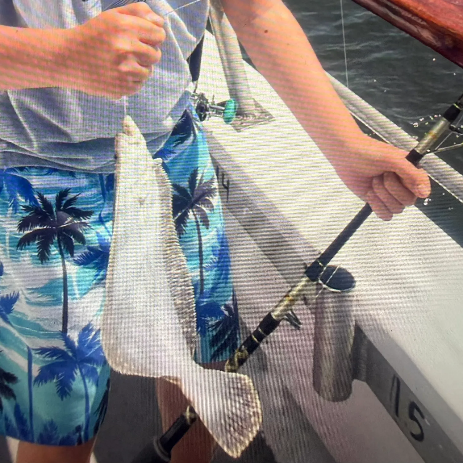 Summer flounder caught on Fishbrain