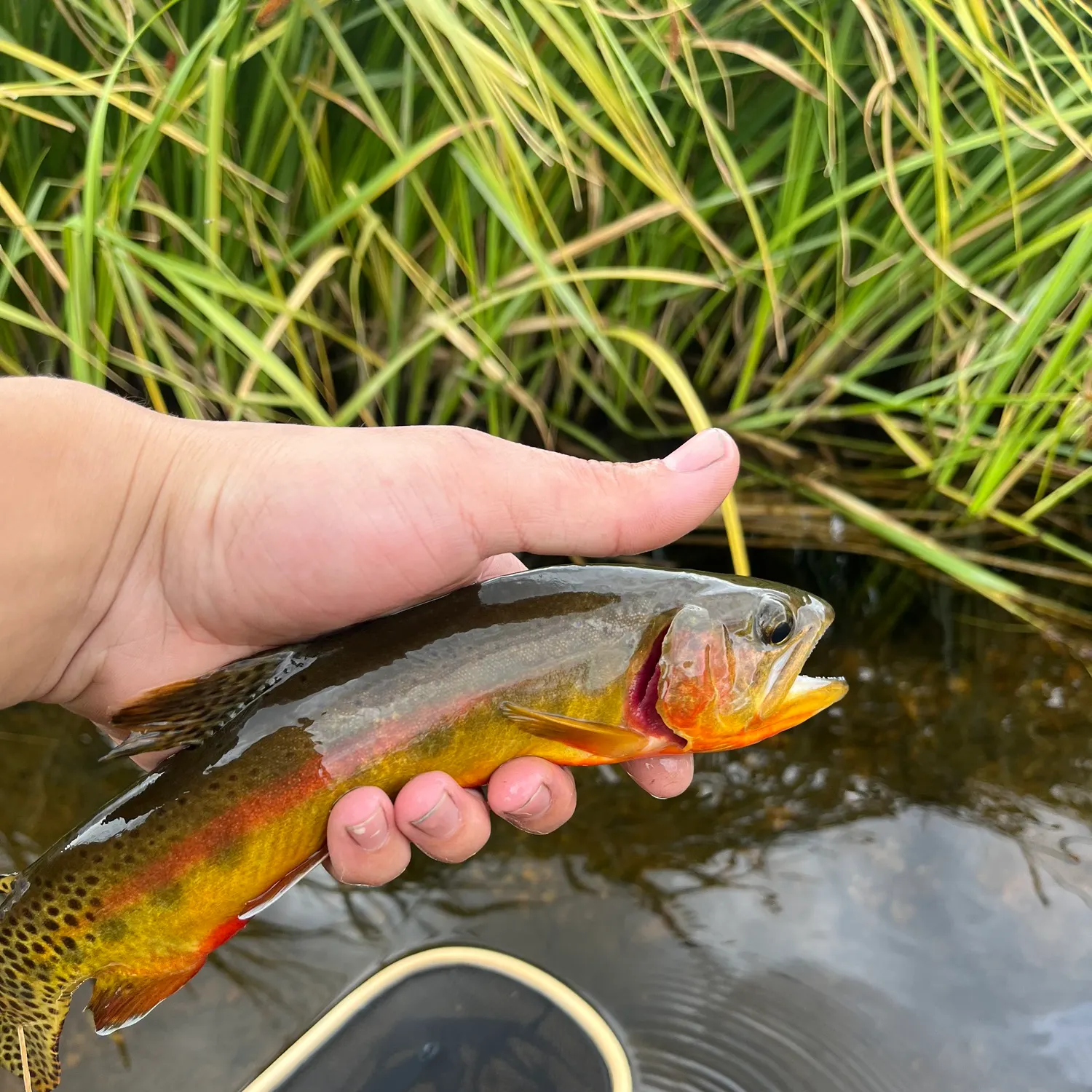 Golden trout caught on Fishbrain