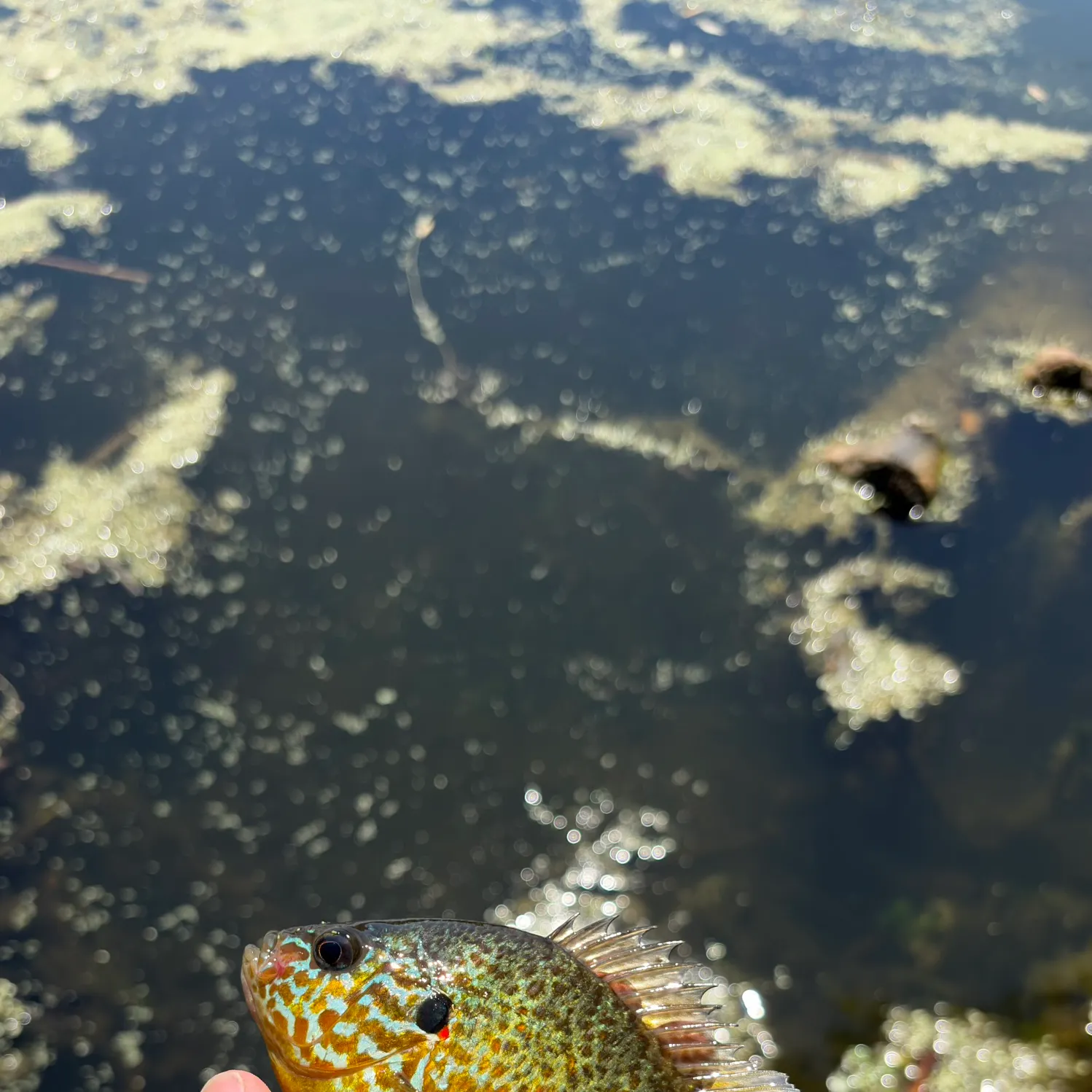 Pumpkinseed caught on Fishbrain