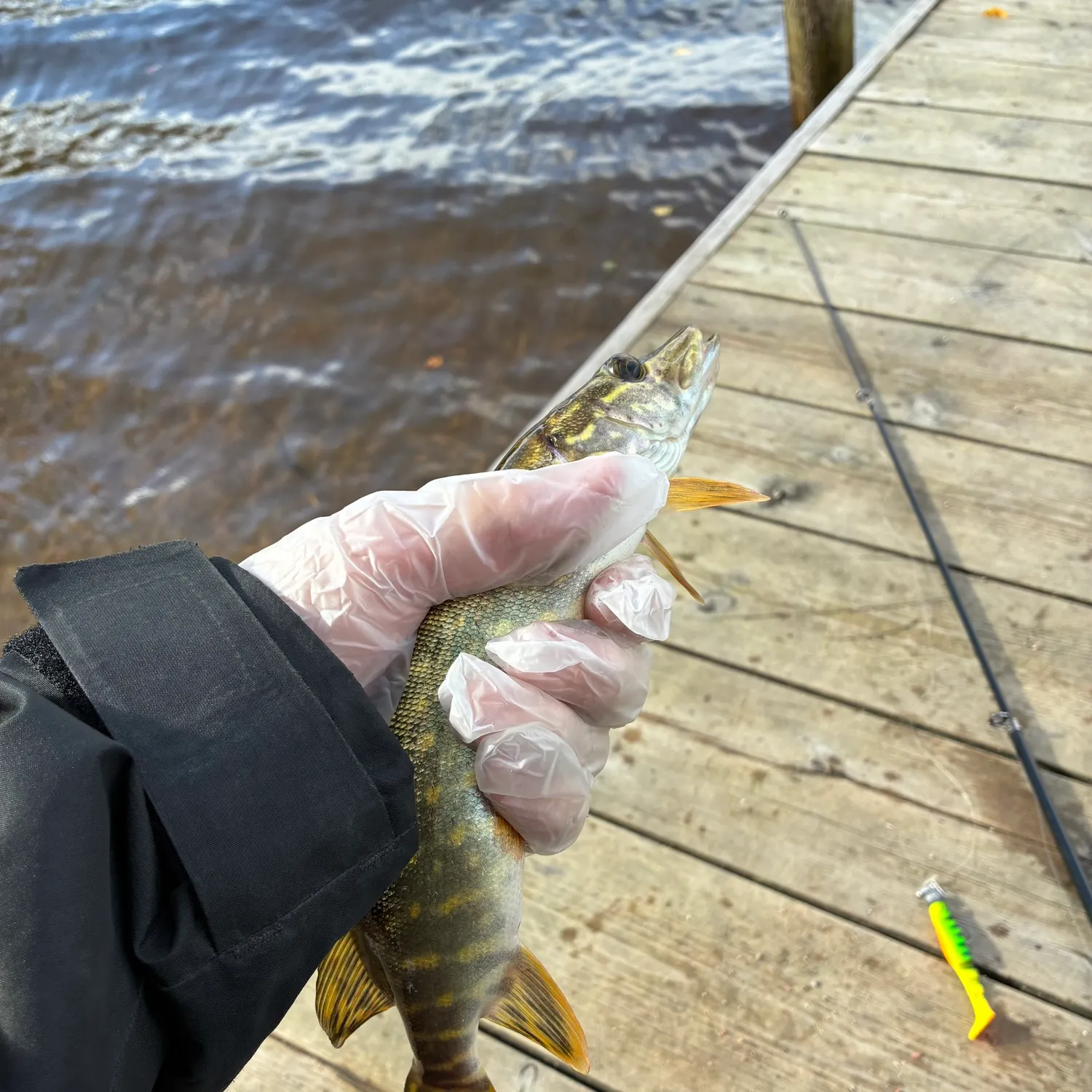 Northern pike caught on Fishbrain