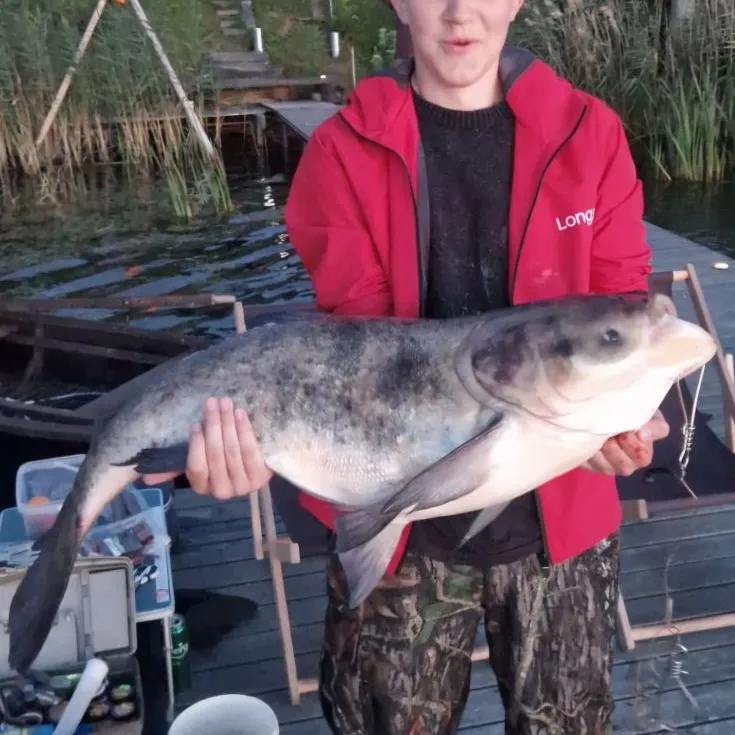 Bighead carp caught on Fishbrain