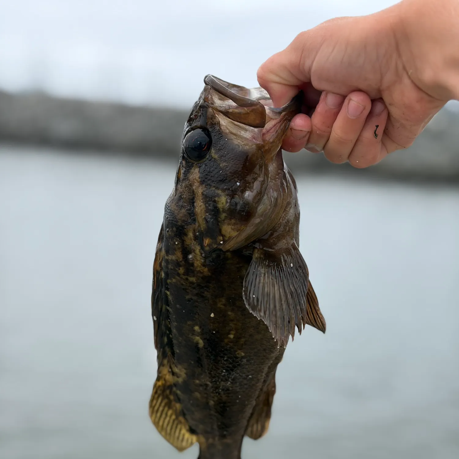The most recent Kelp rockfish catches on Fishbrain