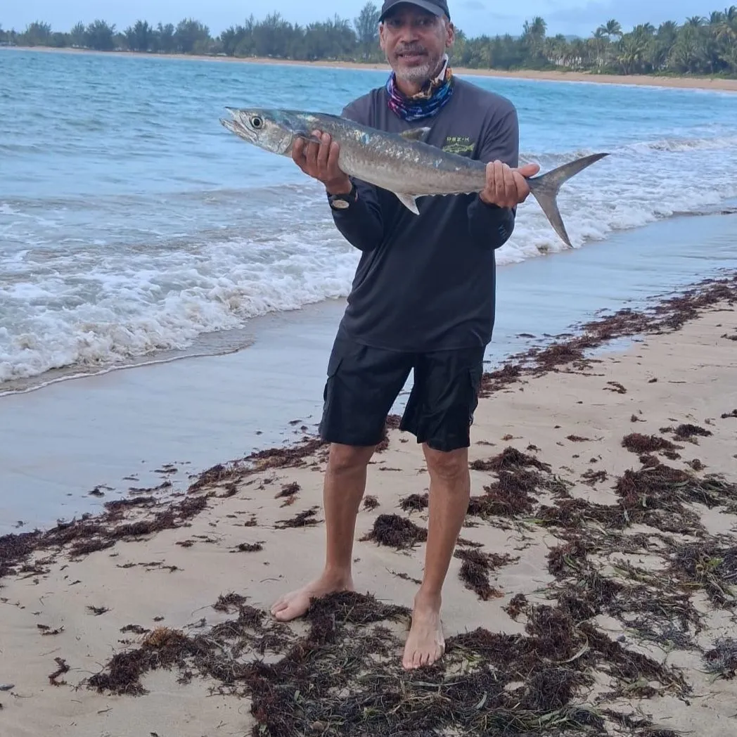 The most recent King mackerel catches on Fishbrain