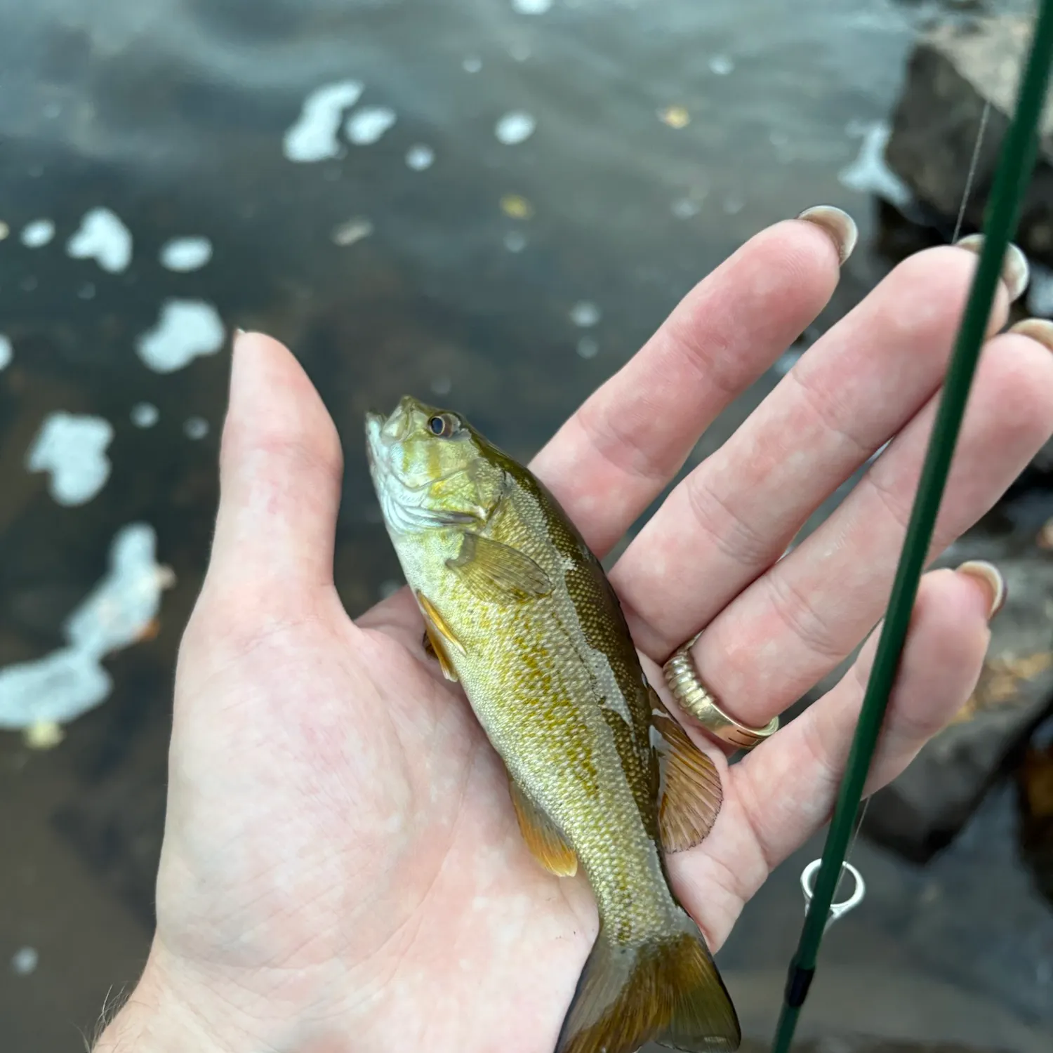 Smallmouth bass caught on Fishbrain