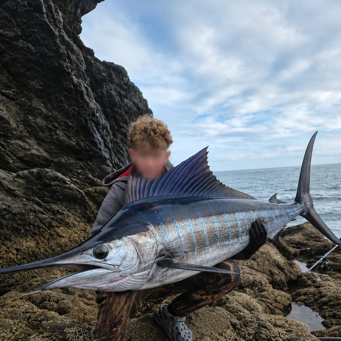 Atlantic blue marlin caught on Fishbrain