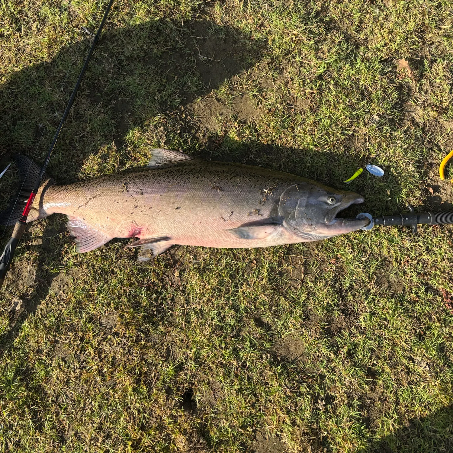 Chinook salmon caught on Fishbrain