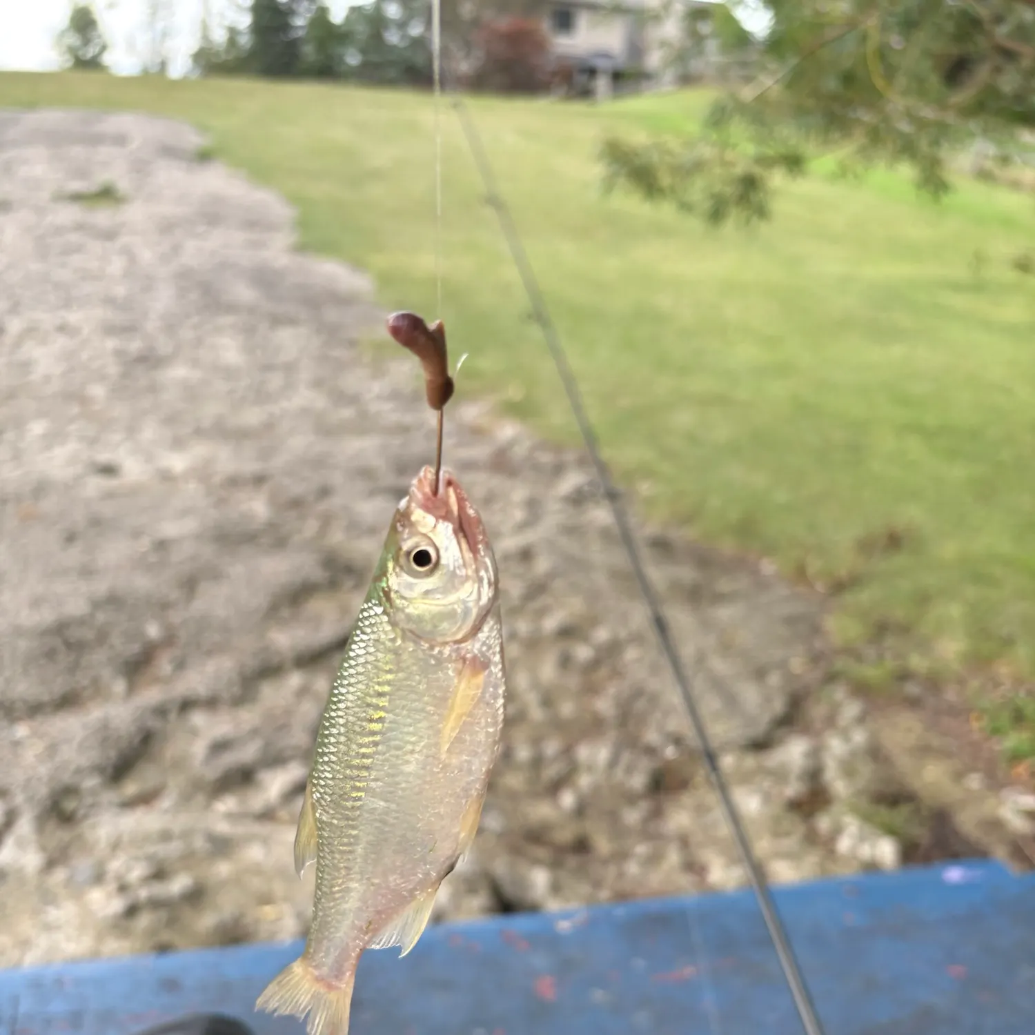Golden shiner caught on Fishbrain