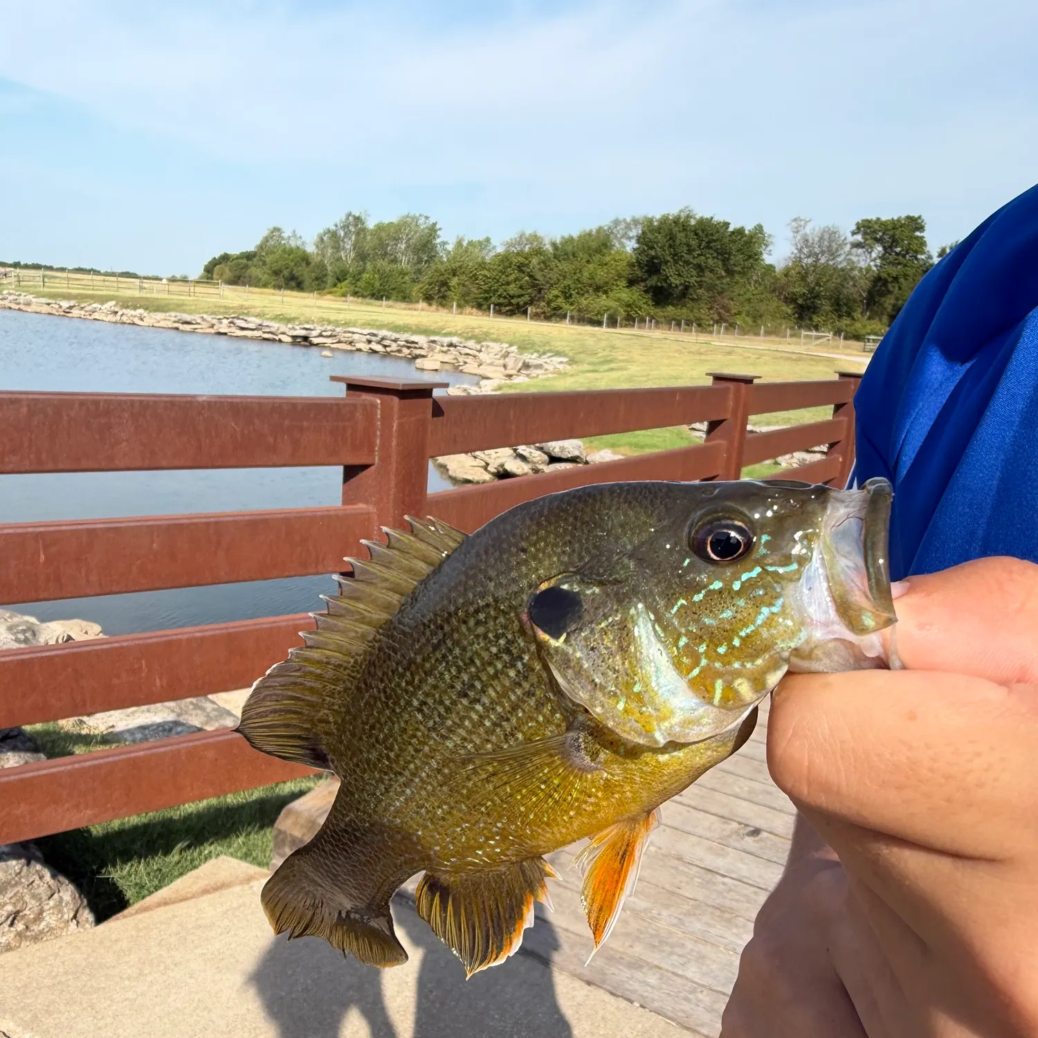 Green sunfish caught on Fishbrain