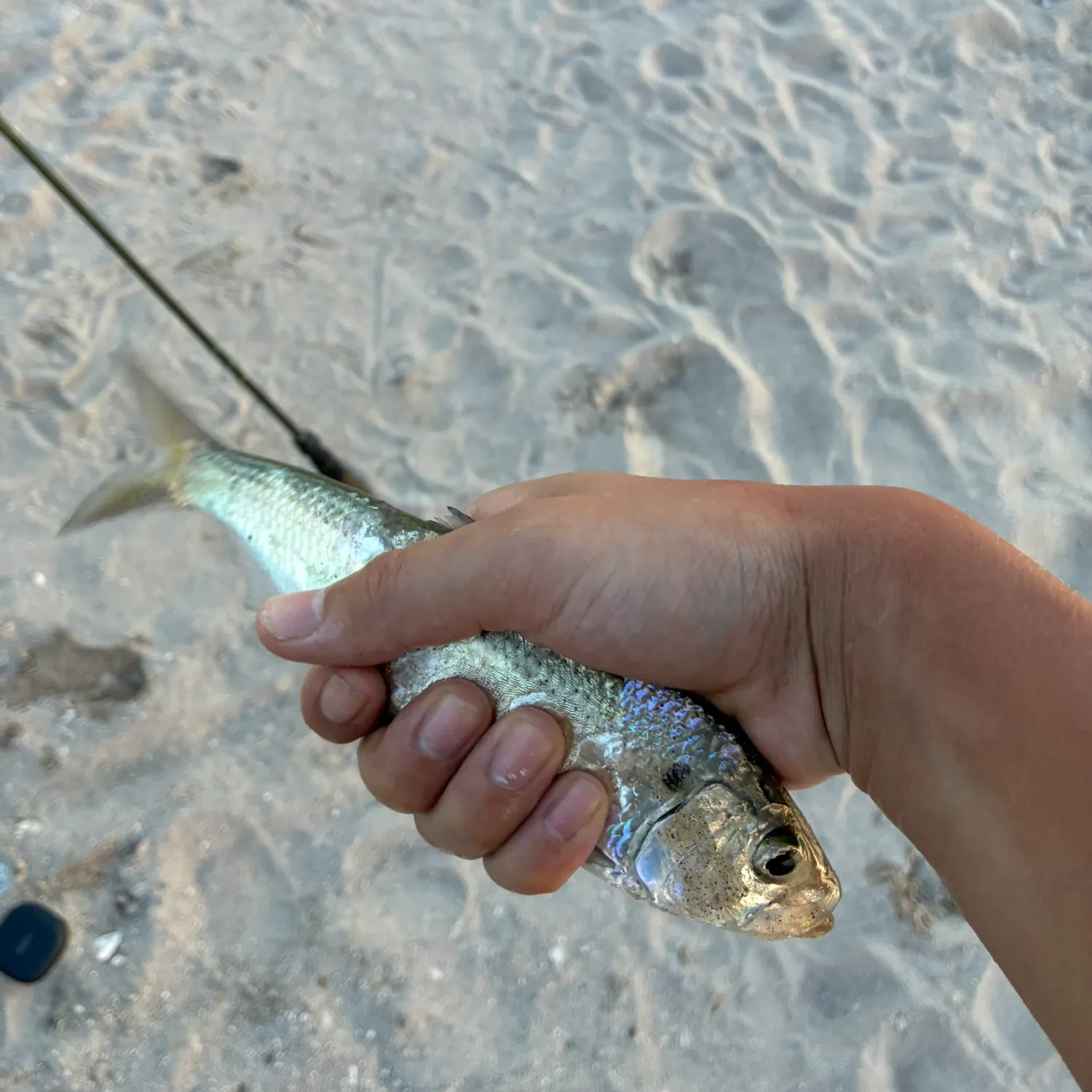 The most recent Allis shad catches on Fishbrain