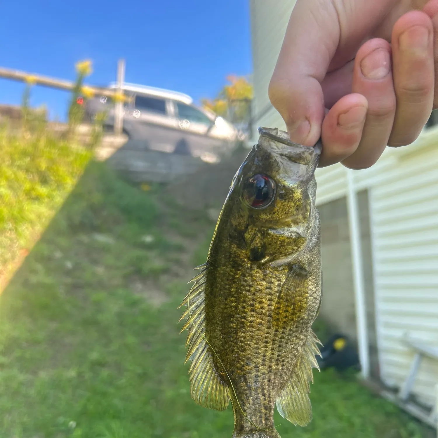 Rock bass caught on Fishbrain