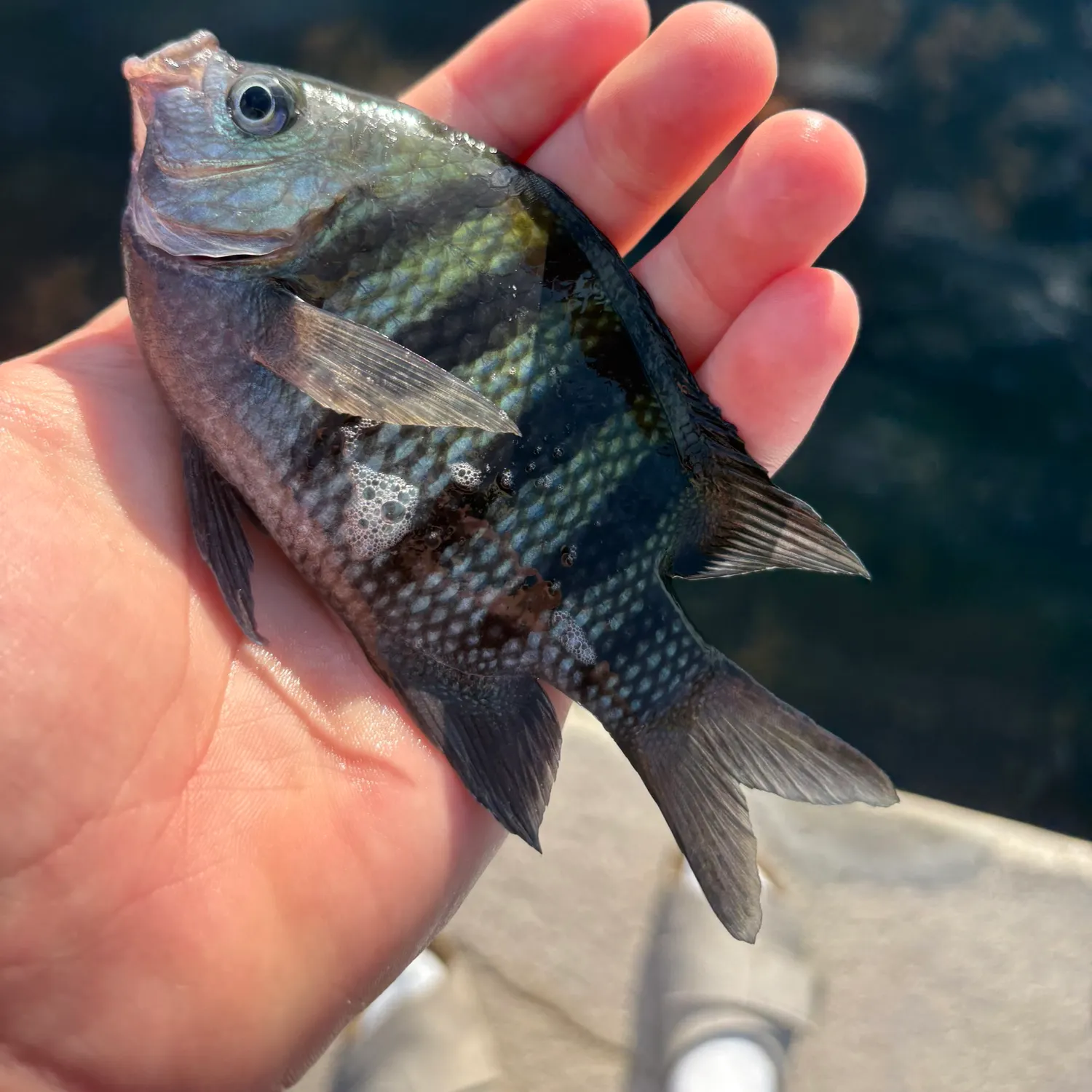 The most recent Panamic sergeant major catches on Fishbrain