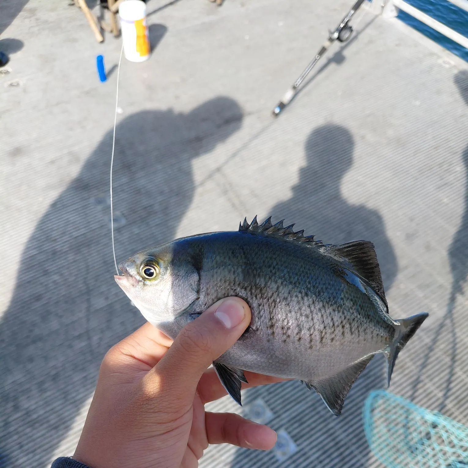 The most recent Halfmoon catches on Fishbrain