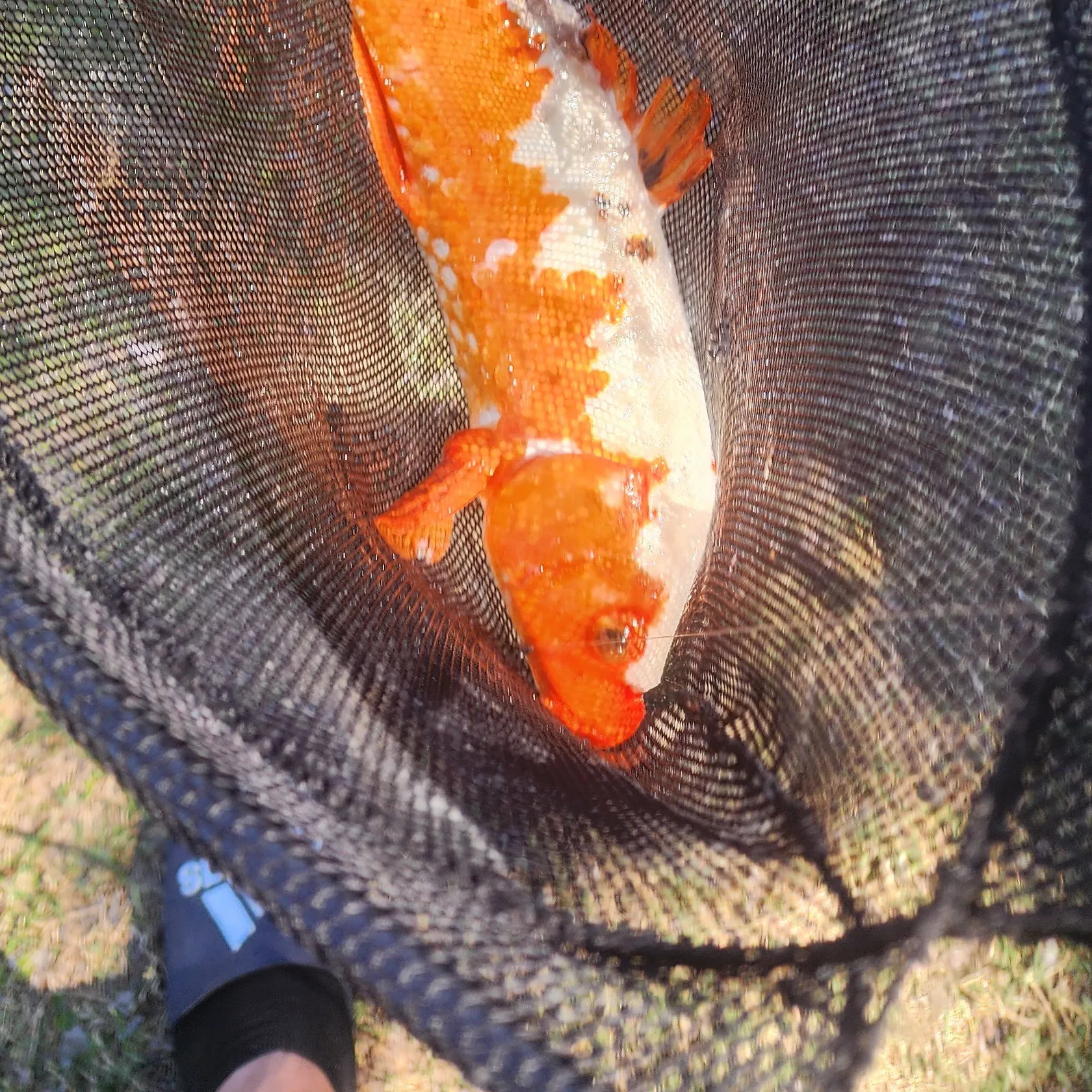 The most recent Koi carp catches on Fishbrain