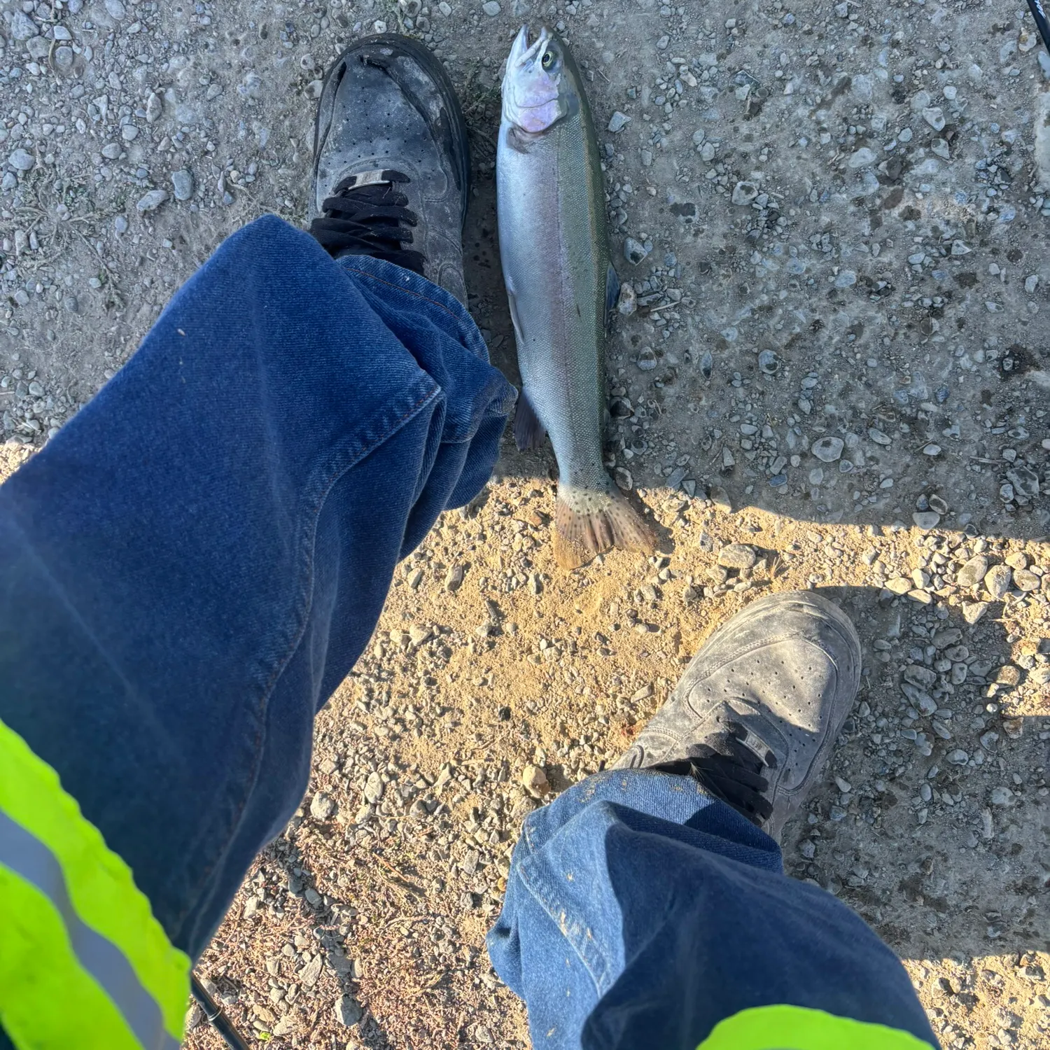 Rainbow trout caught on Fishbrain