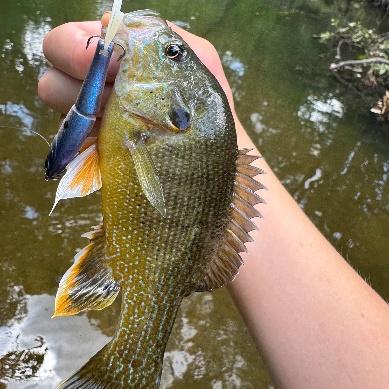 Green sunfish caught on Fishbrain