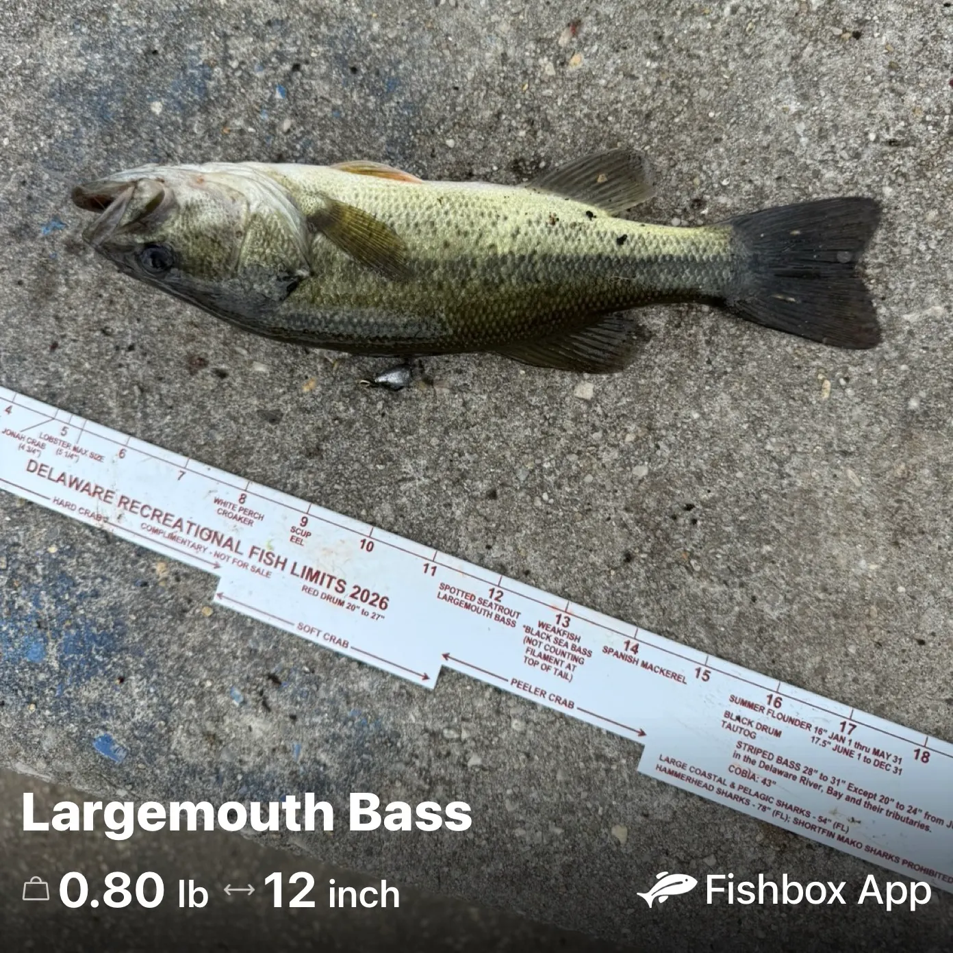 recently logged catches