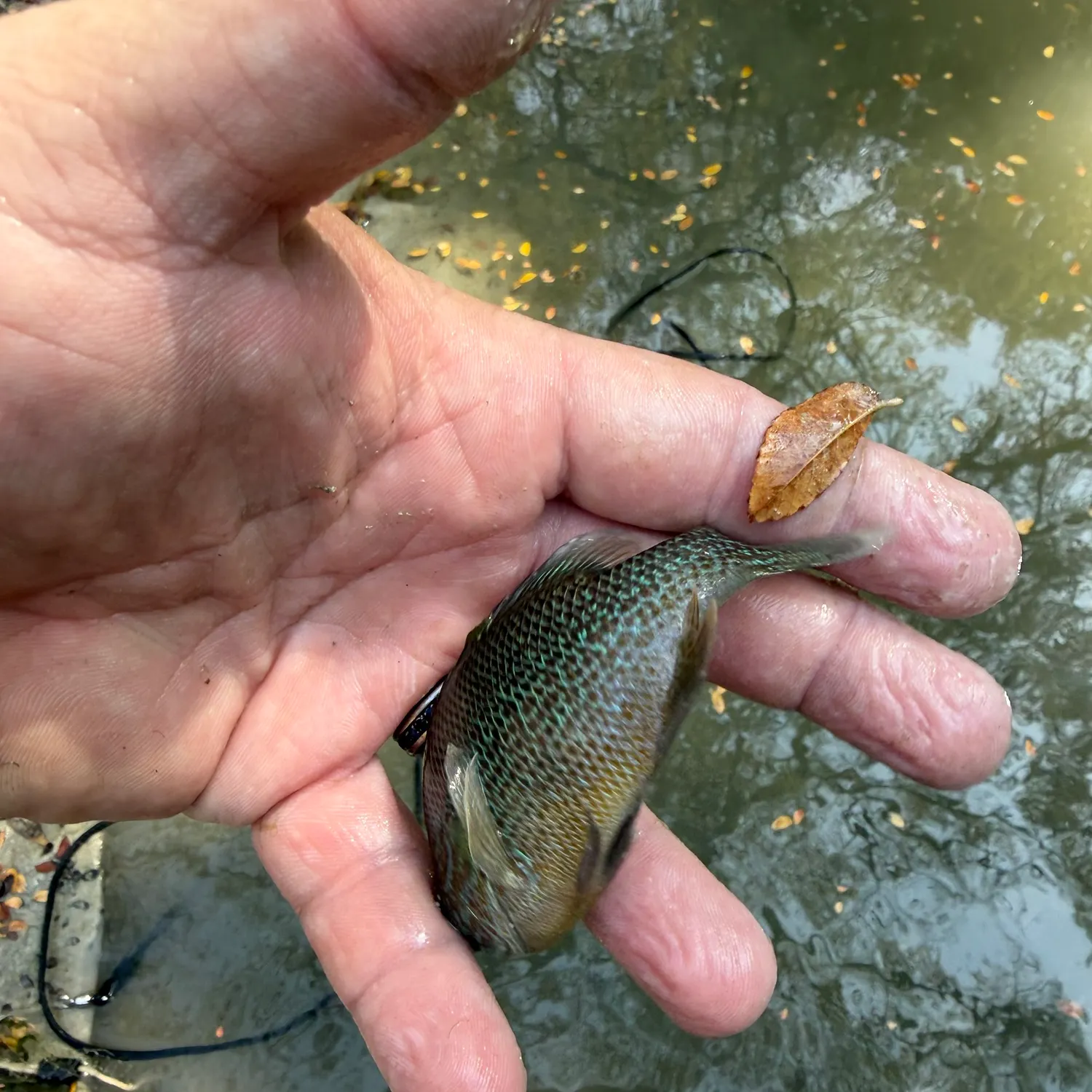 Plains longear sunfish caught on Fishbrain