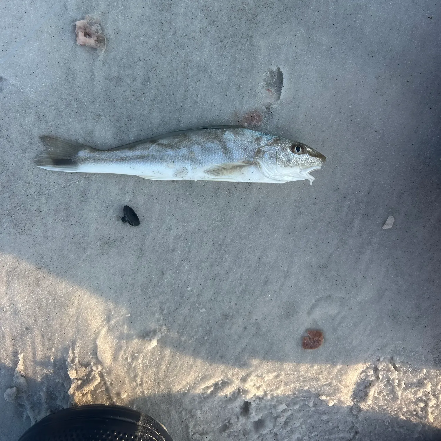 The most recent Northern kingcroaker catches on Fishbrain