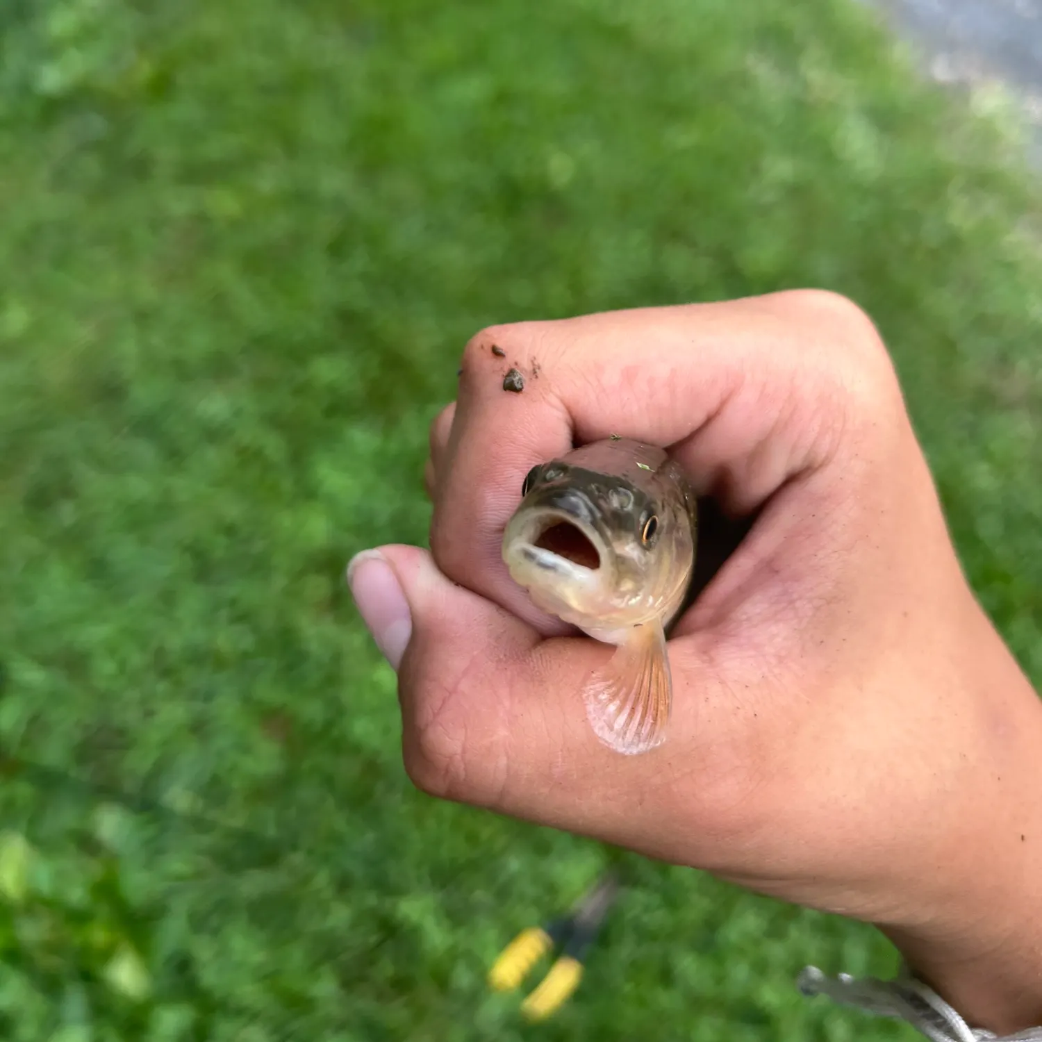 Creek chub caught on Fishbrain