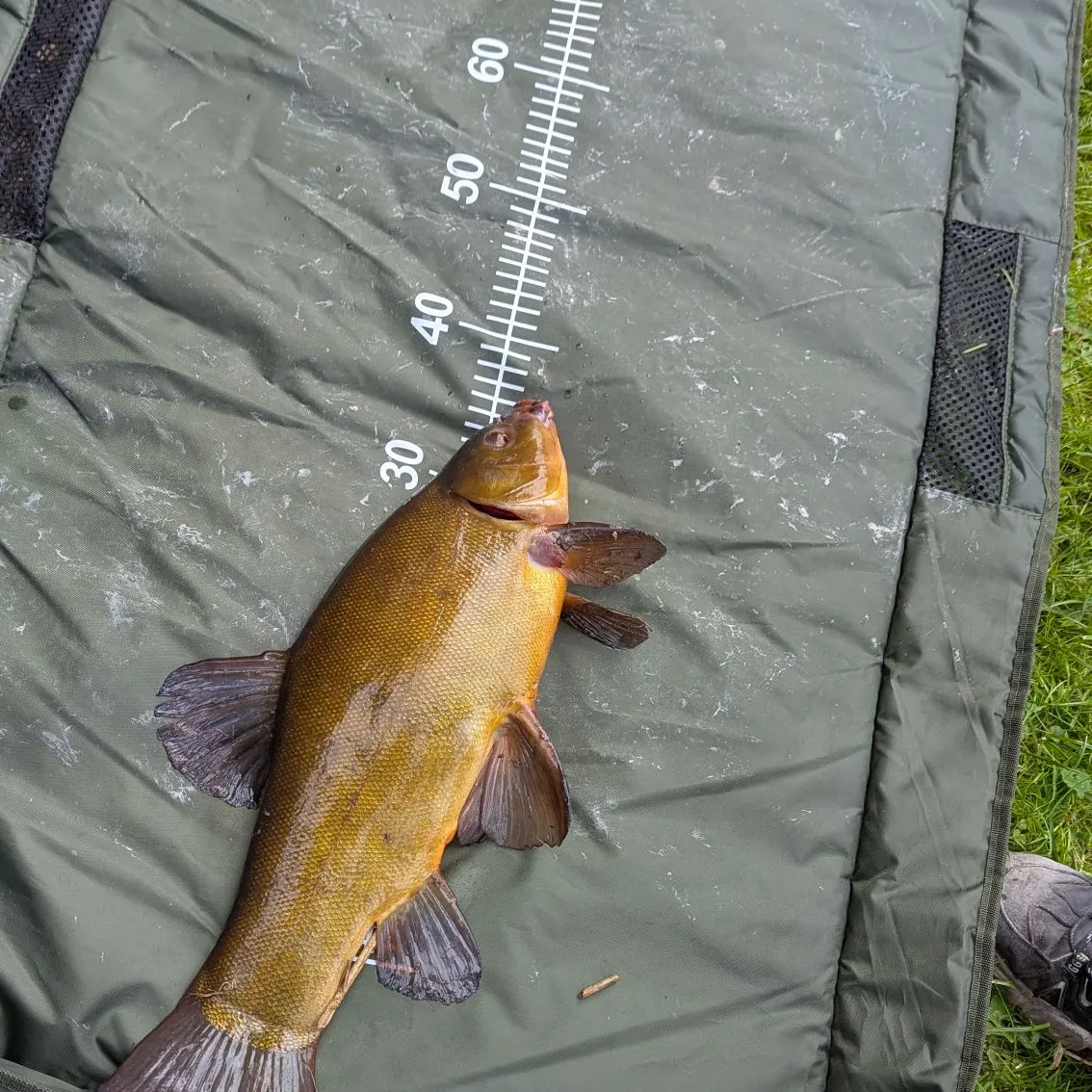 The most recent Tench catches on Fishbrain