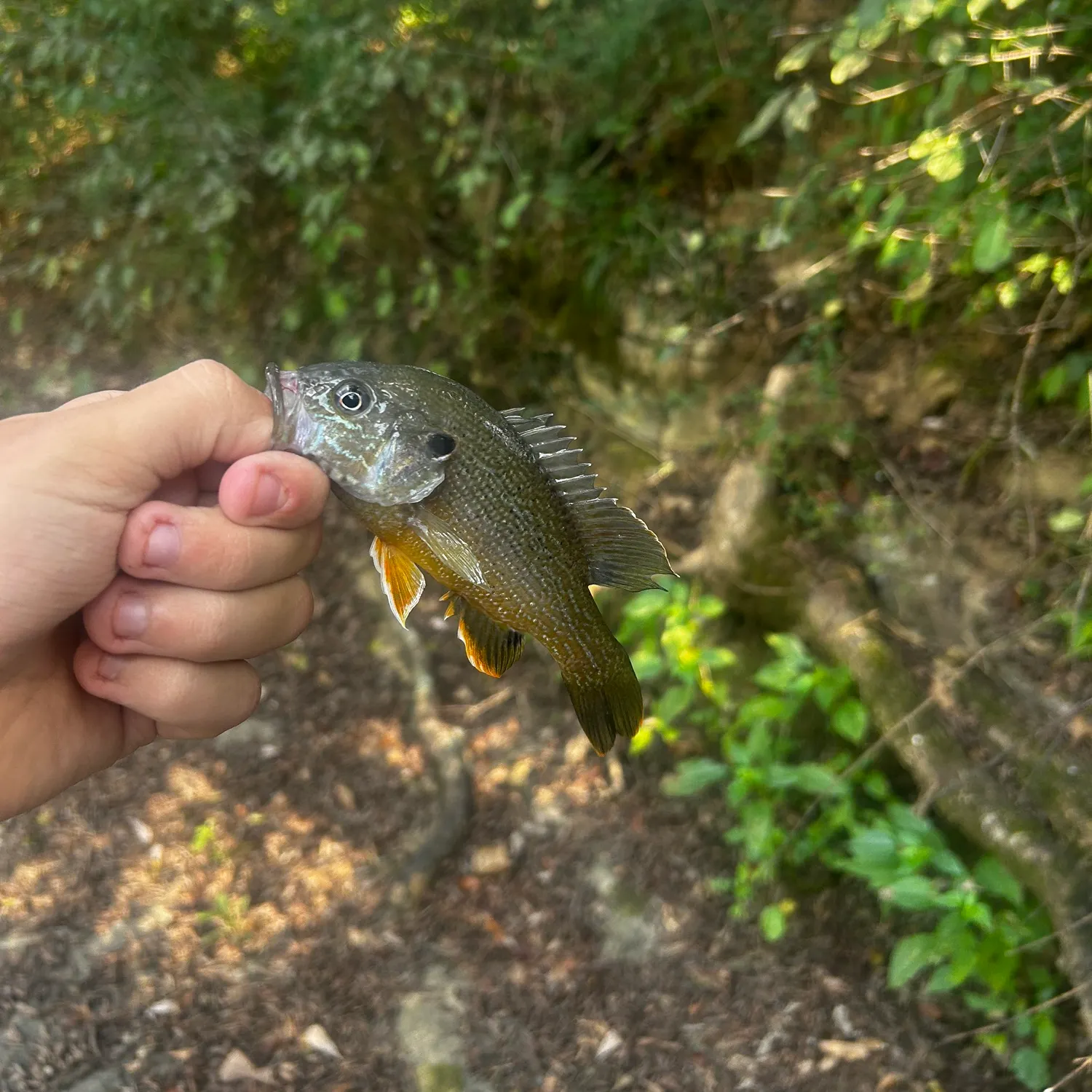 Green sunfish caught on Fishbrain