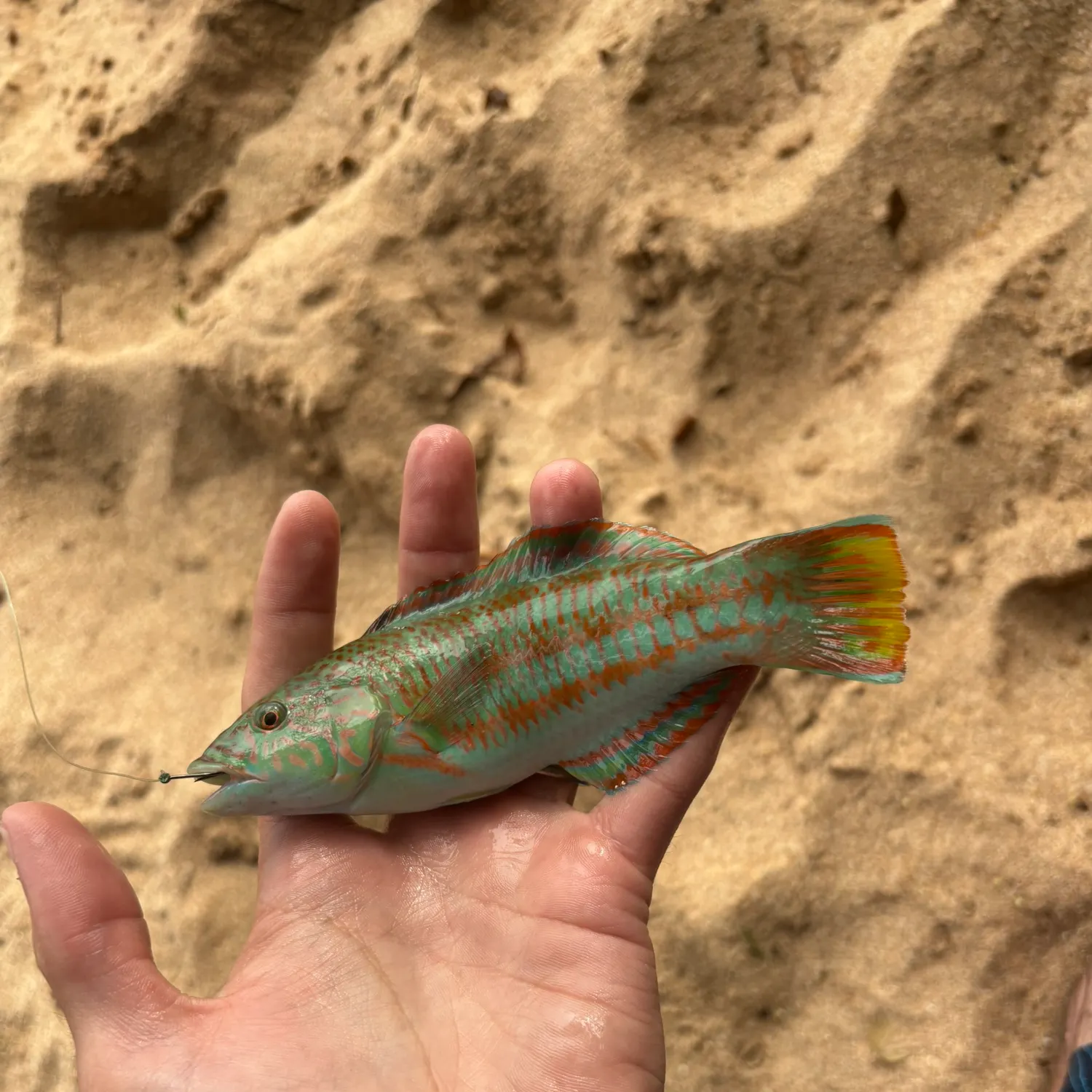 The most recent Surge wrasse catches on Fishbrain