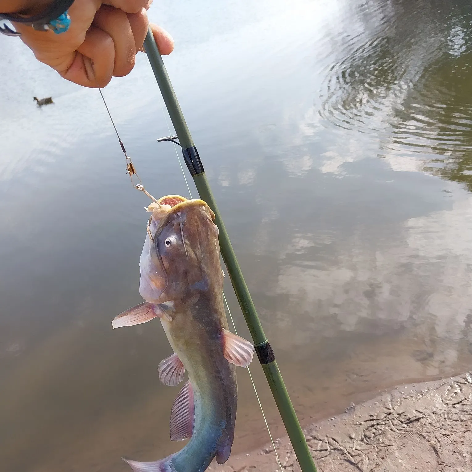 Channel catfish caught on Fishbrain