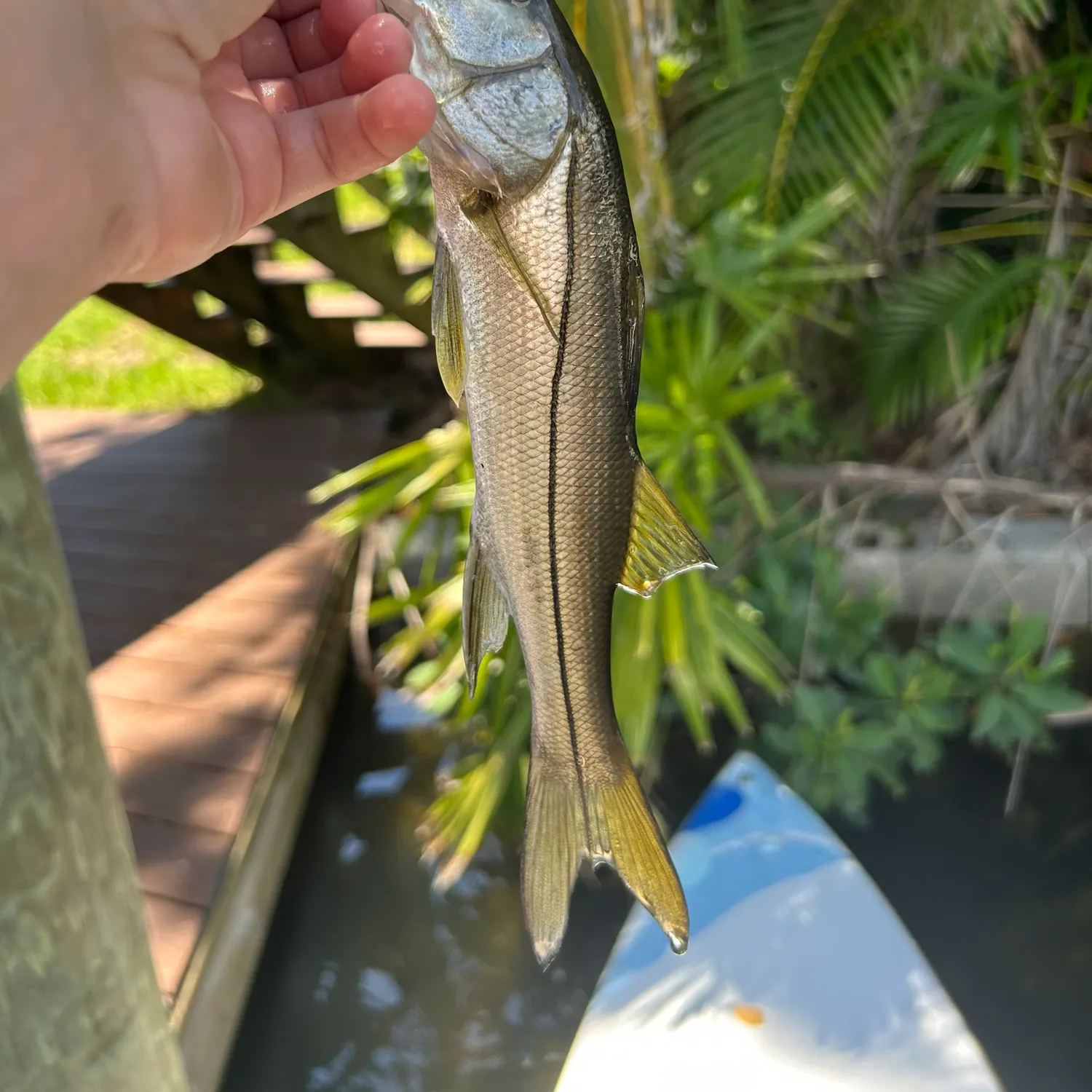The most recent Common snook catches on Fishbrain