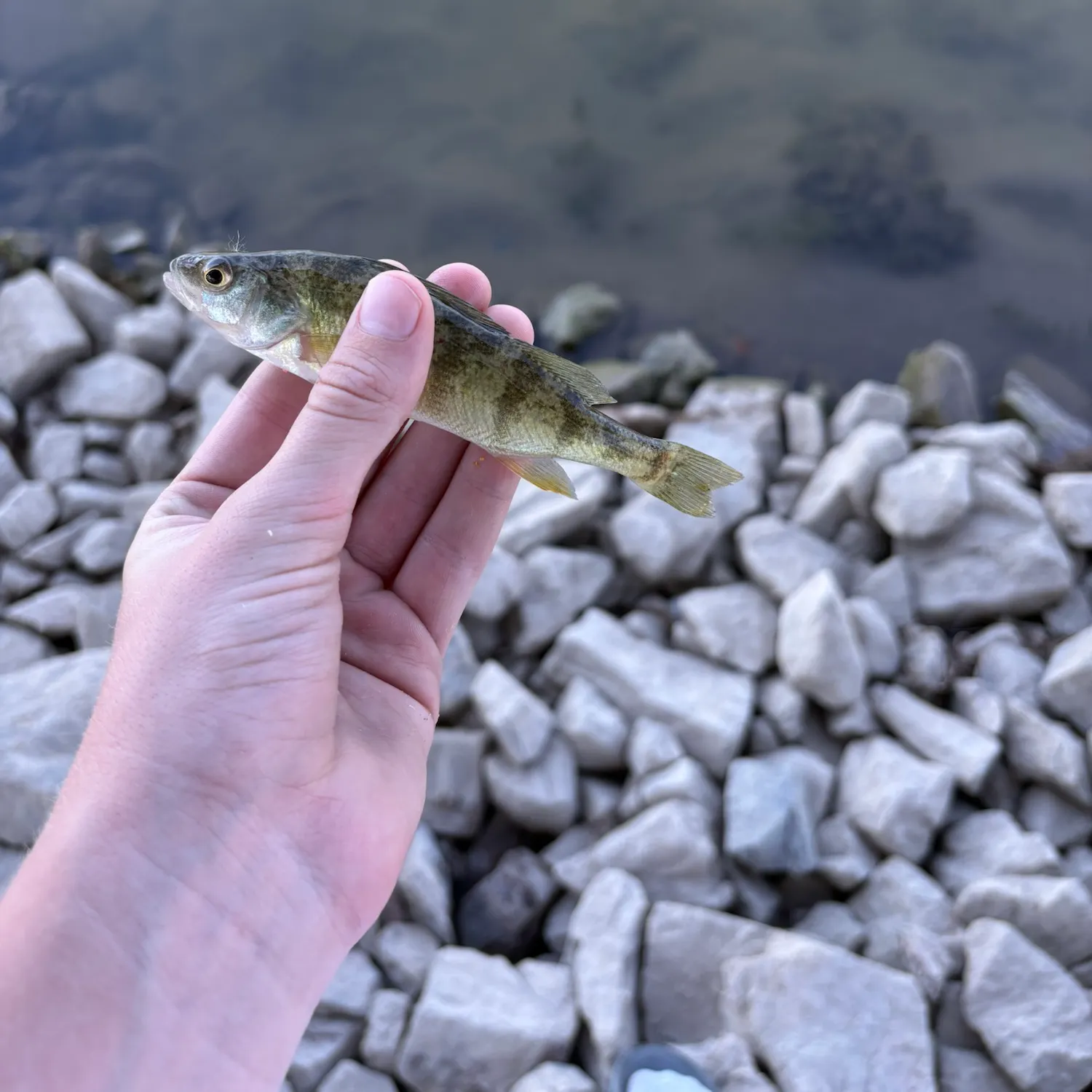 Yellow perch caught on Fishbrain