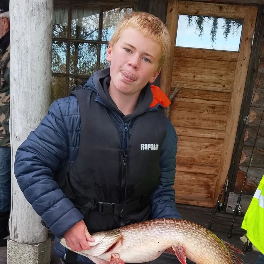 Northern pike caught on Fishbrain
