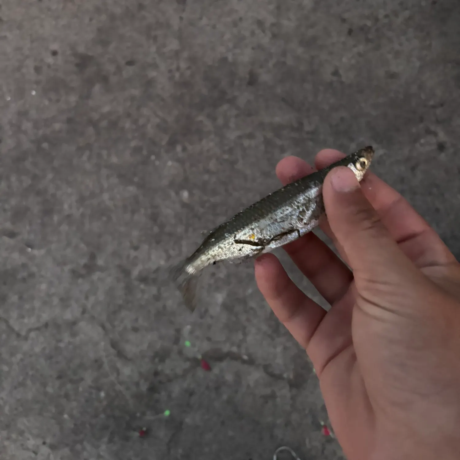 The most recent Topsmelt silverside catches on Fishbrain