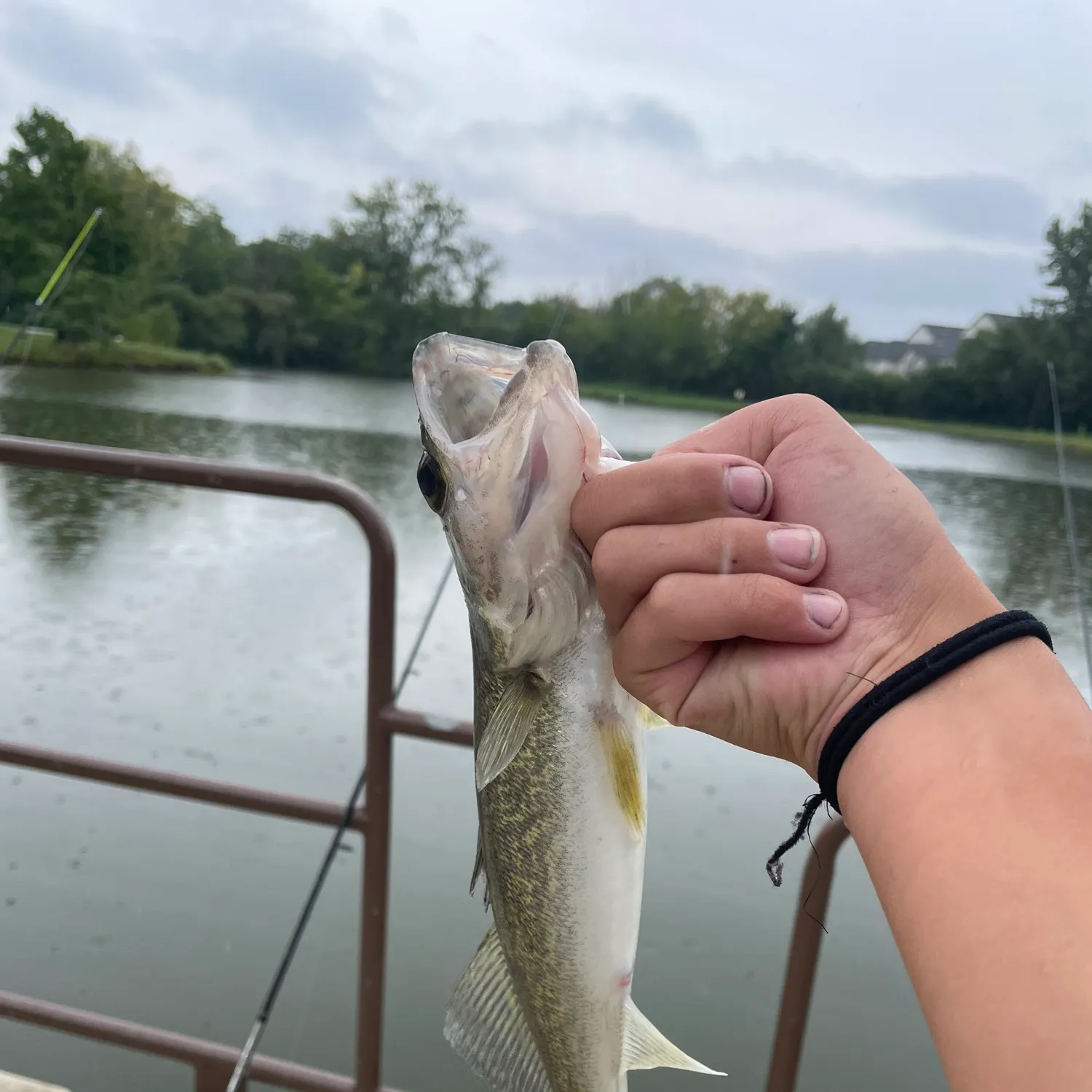 Walleye caught on Fishbrain