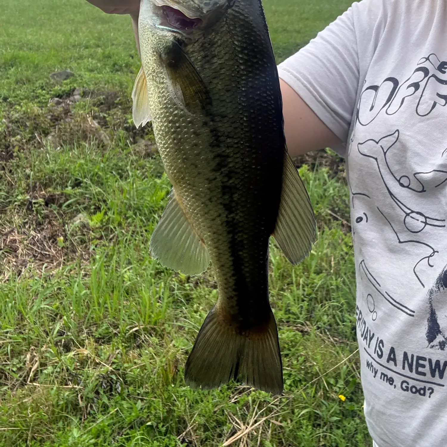 Largemouth bass caught on Fishbrain