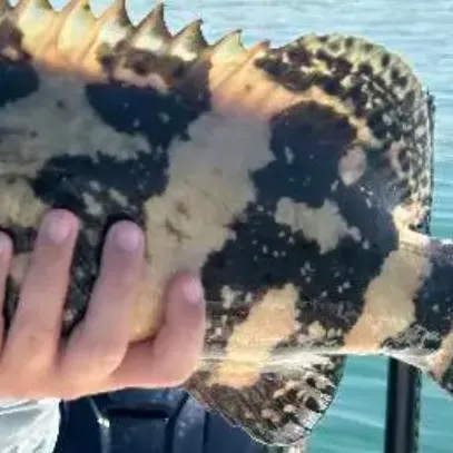 The most recent Atlantic goliath grouper catches on Fishbrain