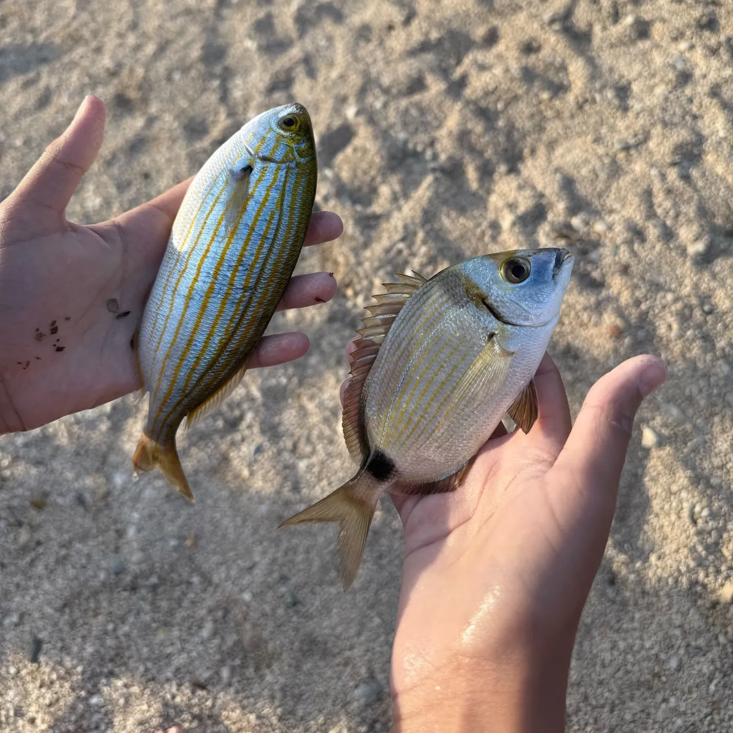 recently logged catches