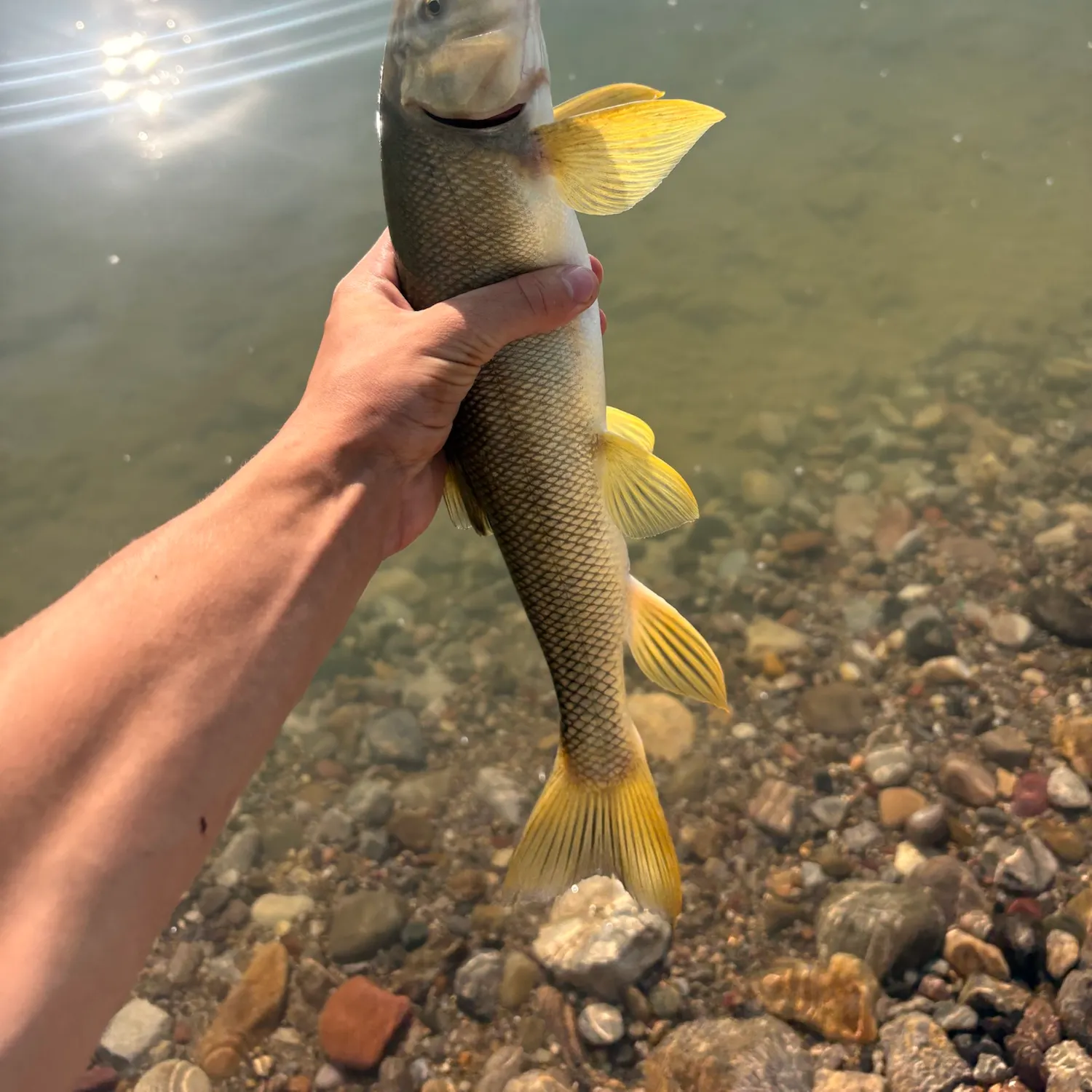 The most recent Largescale sucker catches on Fishbrain