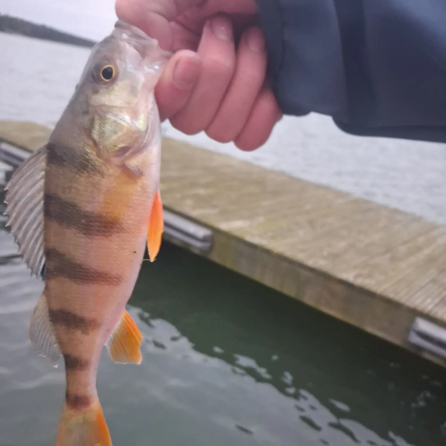 European perch caught on Fishbrain