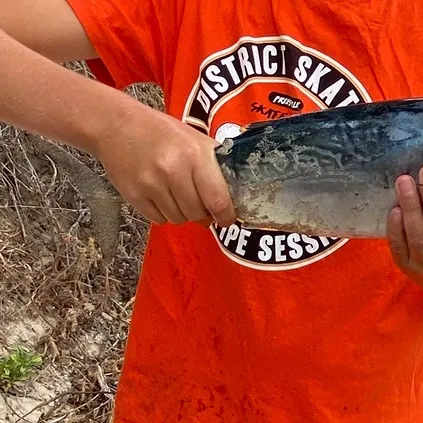 The most recent Southern bluefin tuna catches on Fishbrain