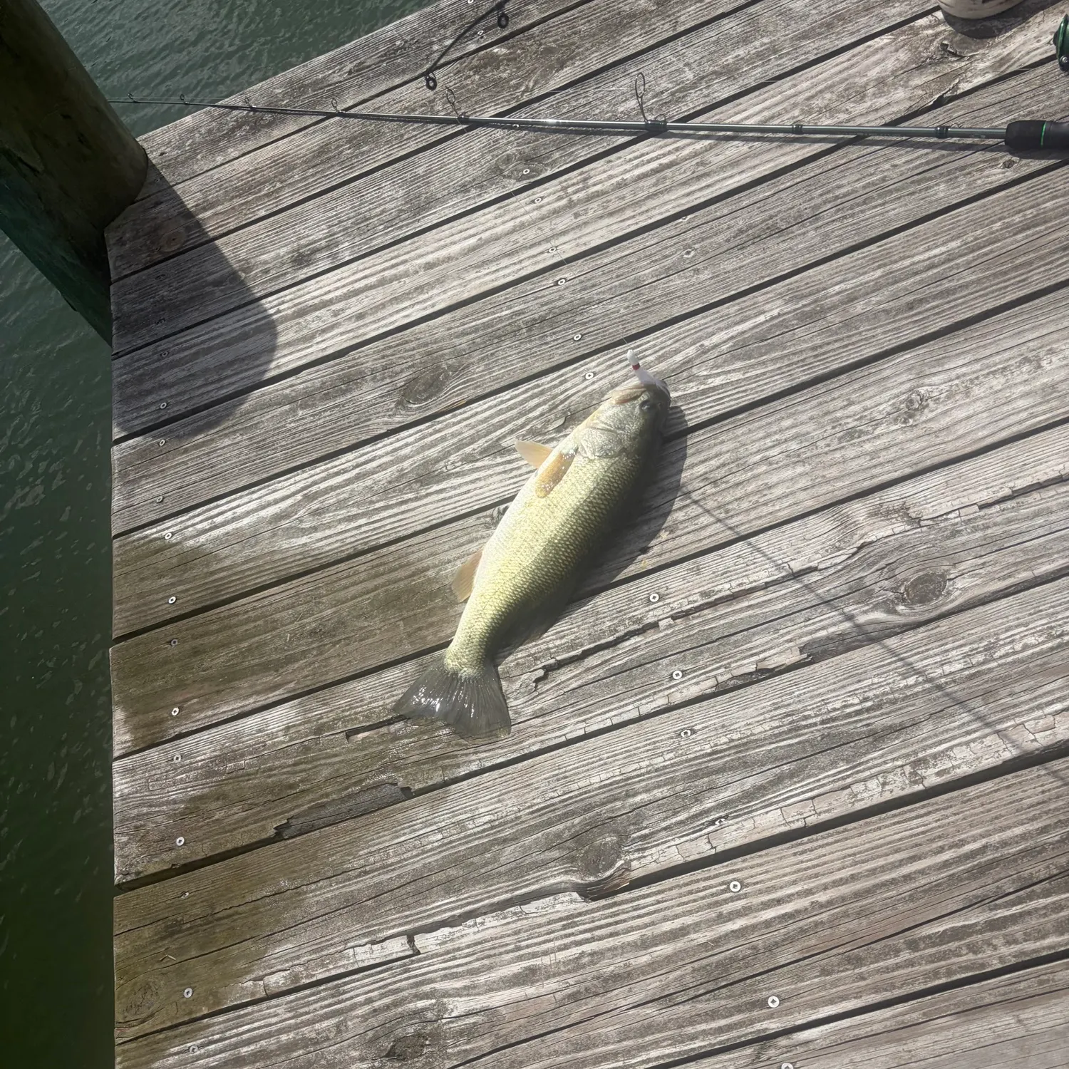 Largemouth bass caught on Fishbrain