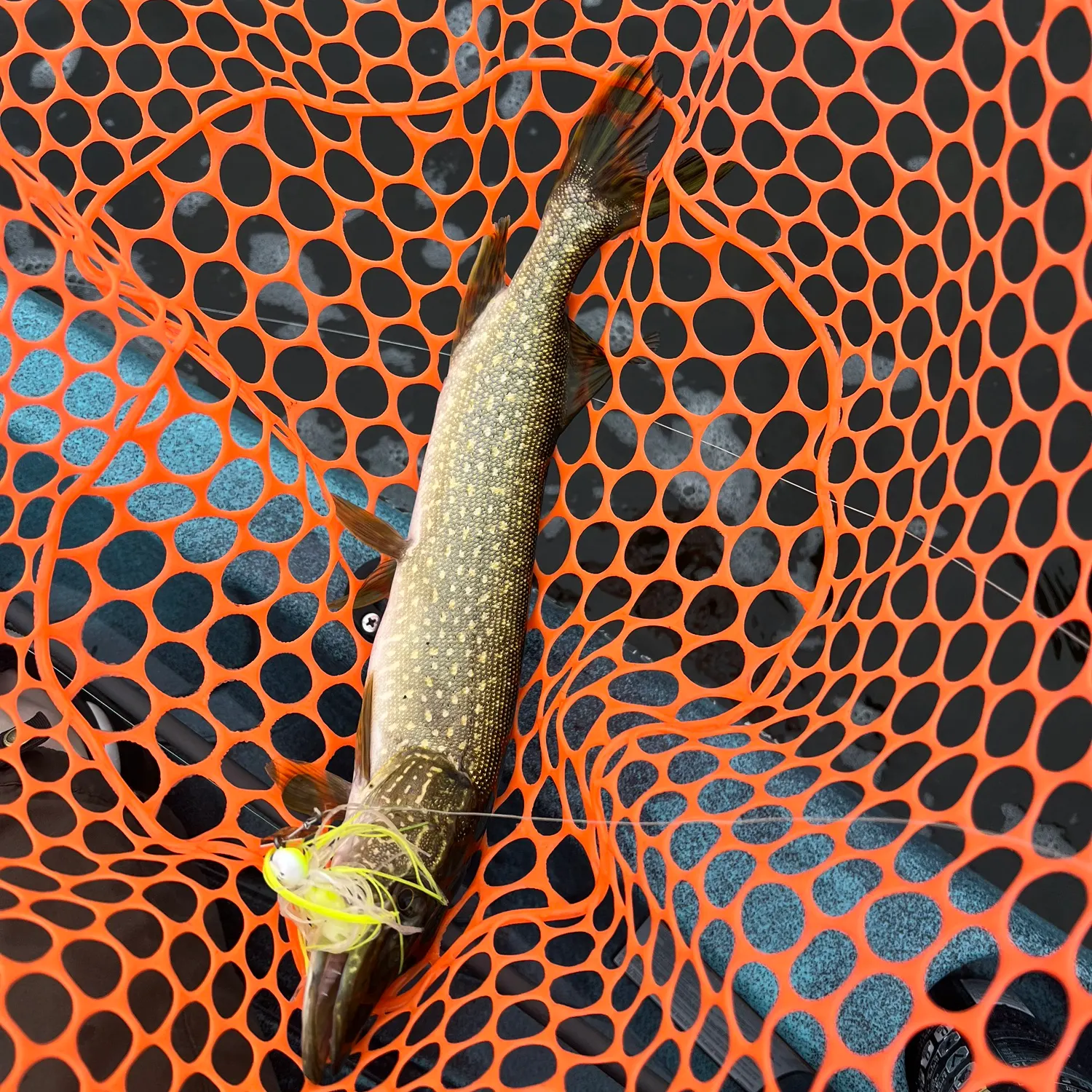 Northern pike caught on Fishbrain