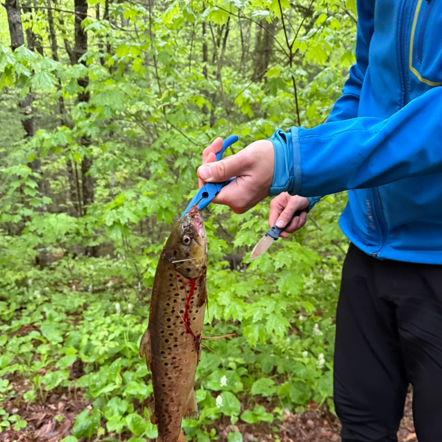 angler catch
