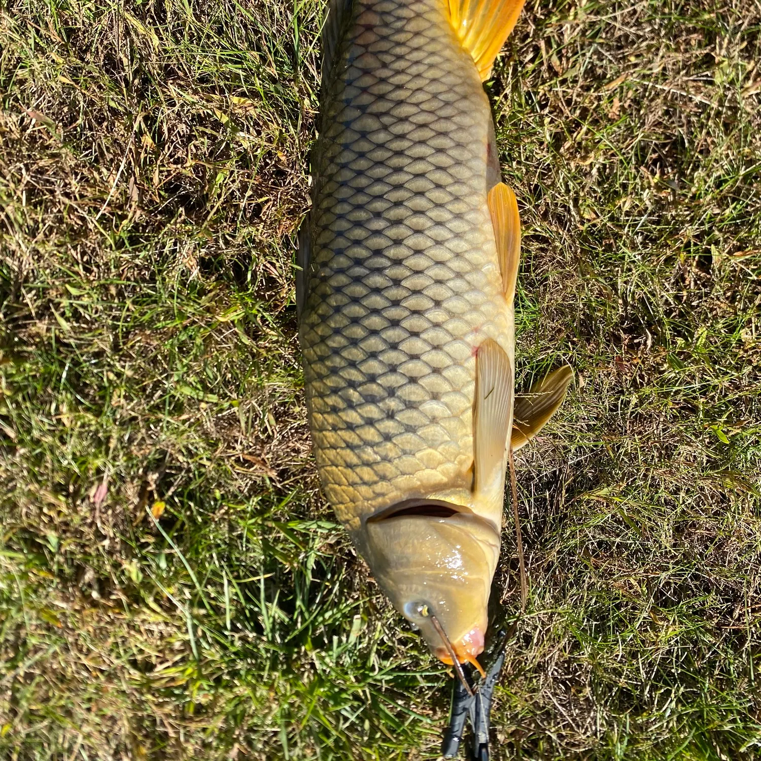 Common carp caught on Fishbrain