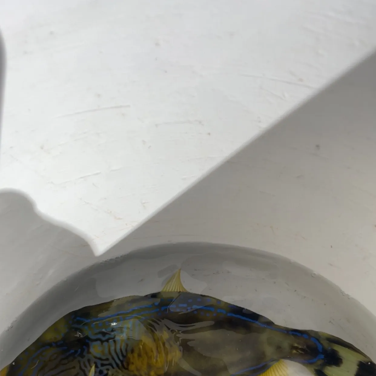 The most recent Black reef leatherjacket catches on Fishbrain