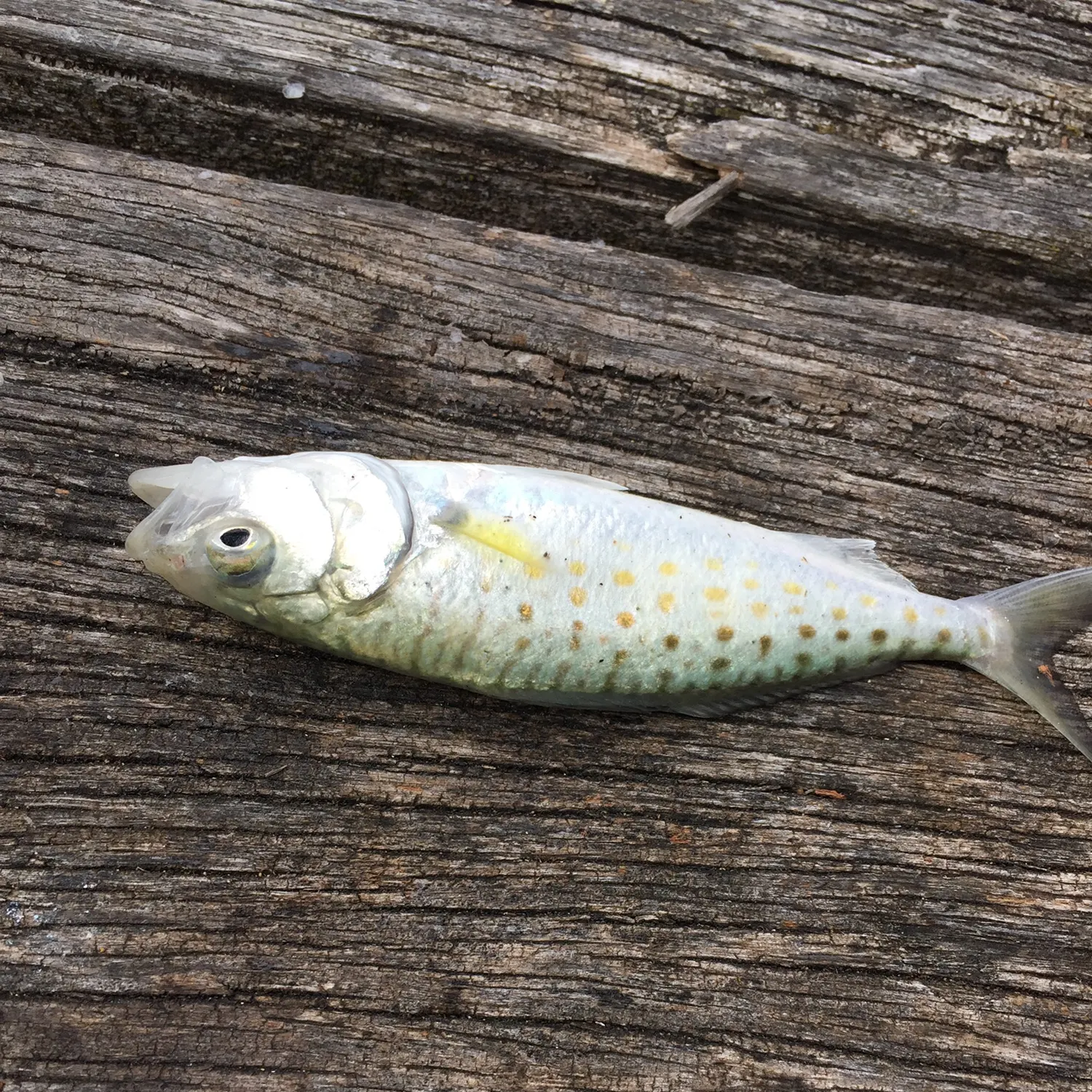 Eastern Australian salmon caught on Fishbrain