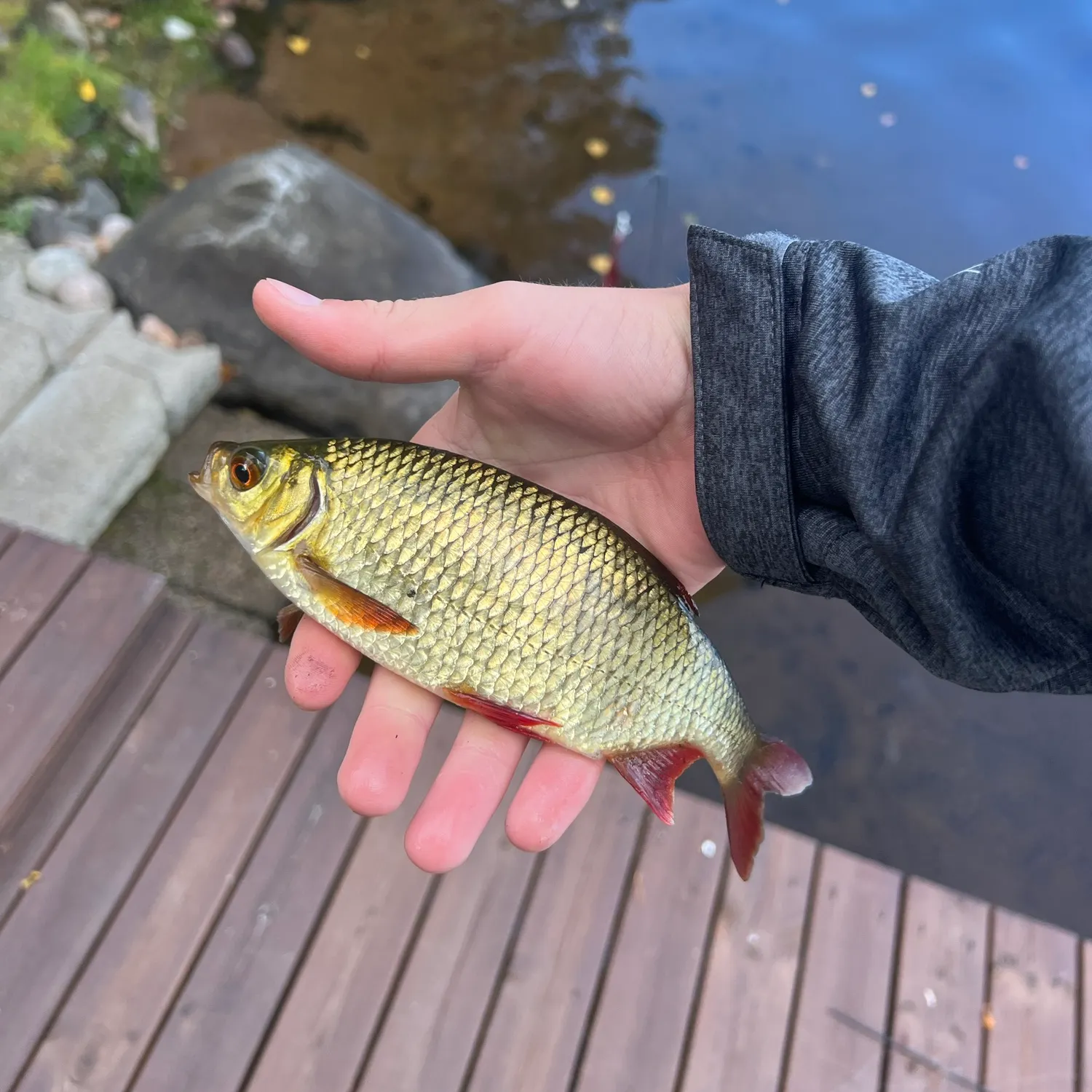 Common rudd caught on Fishbrain