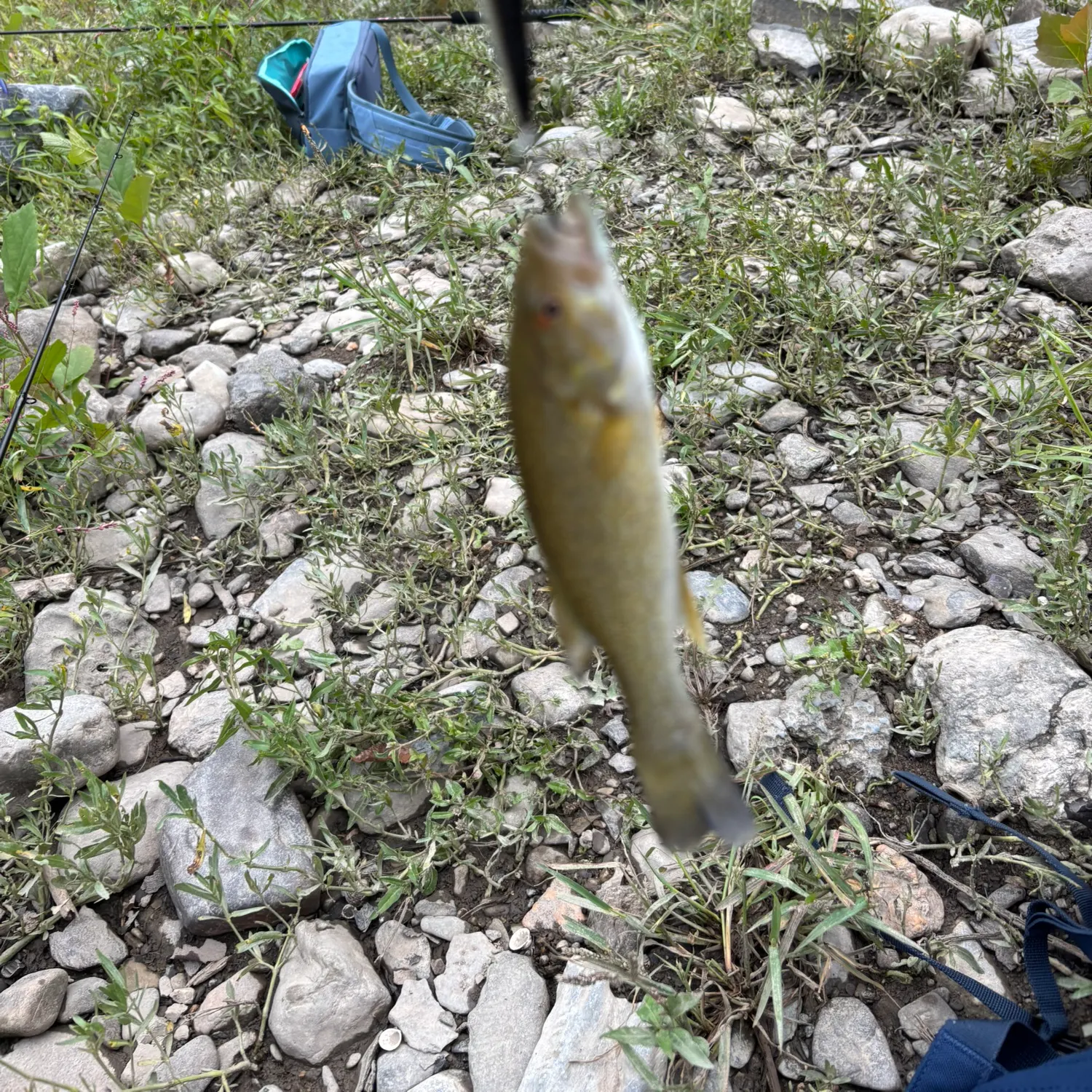 Smallmouth bass caught on Fishbrain