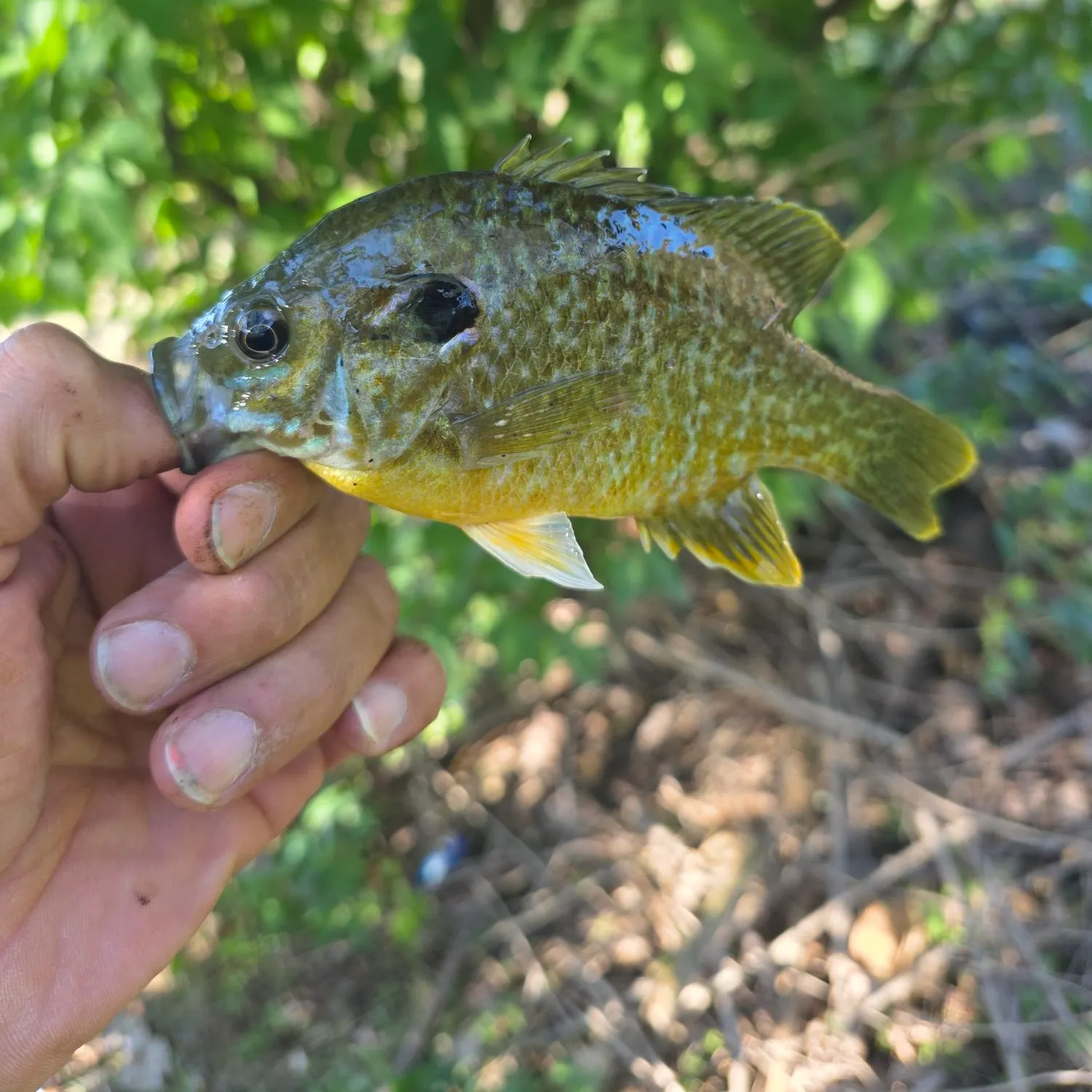 Greengill hybrid caught on Fishbrain