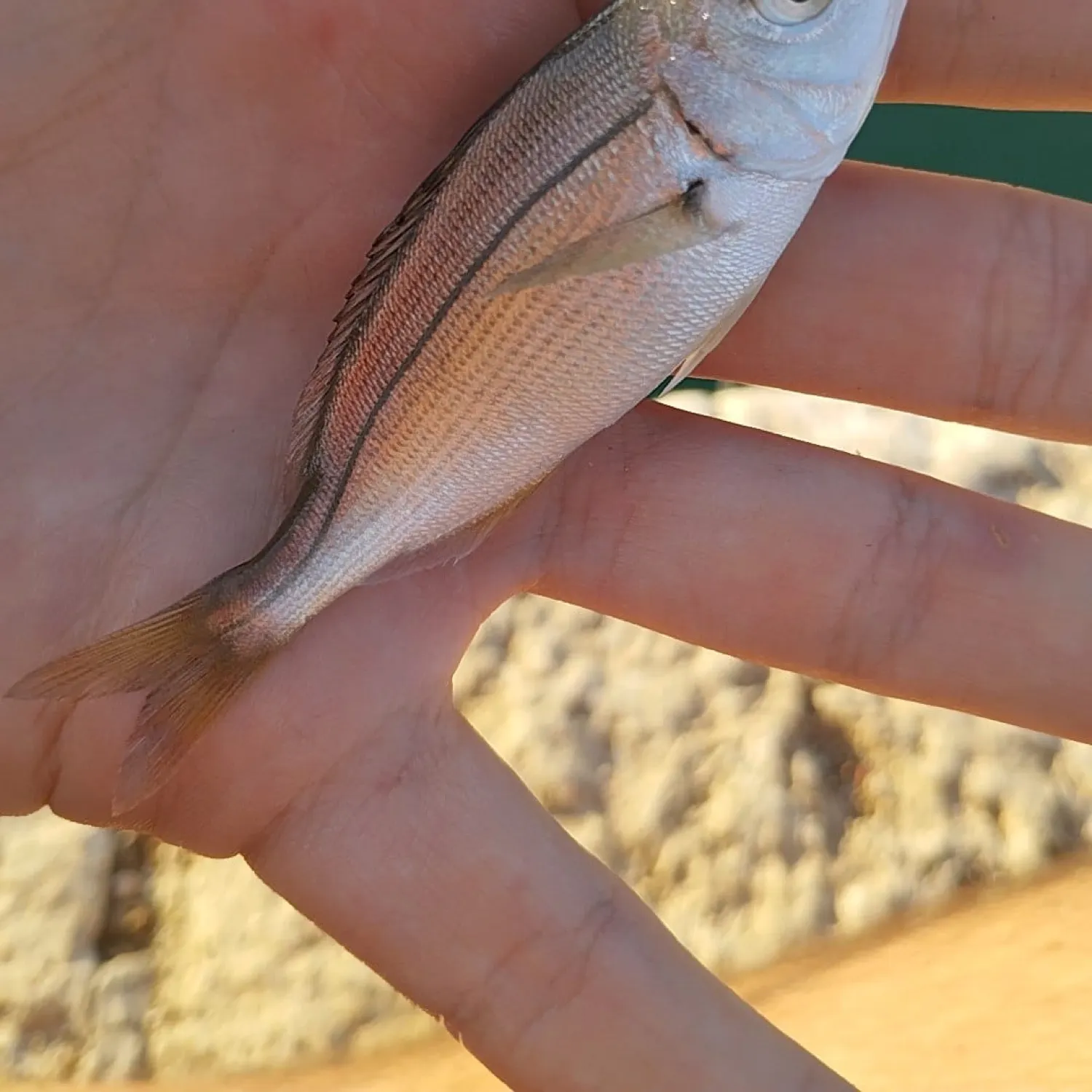 The most recent Axillary seabream catches on Fishbrain